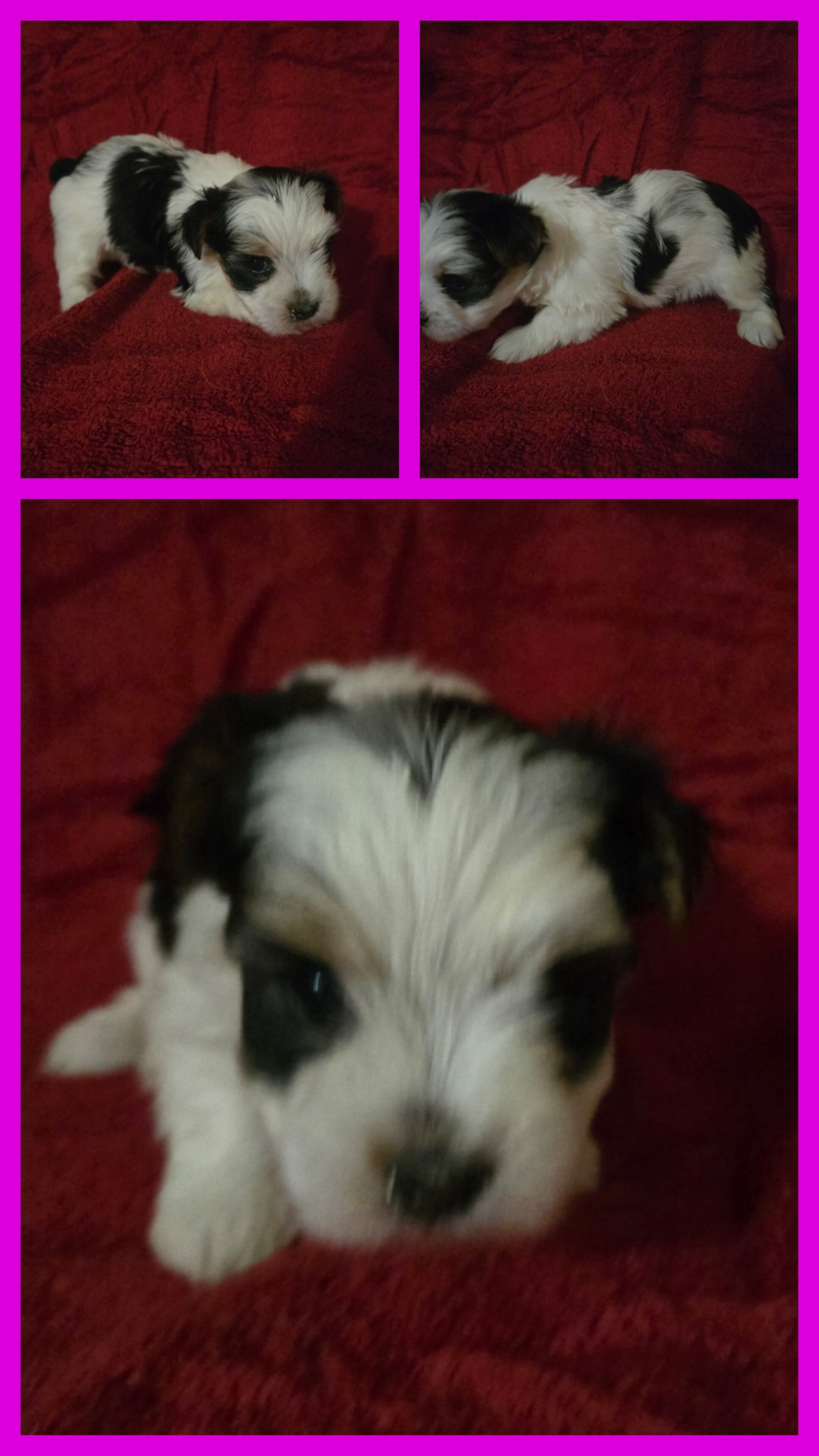 Yorkshire terrier puppies image 7