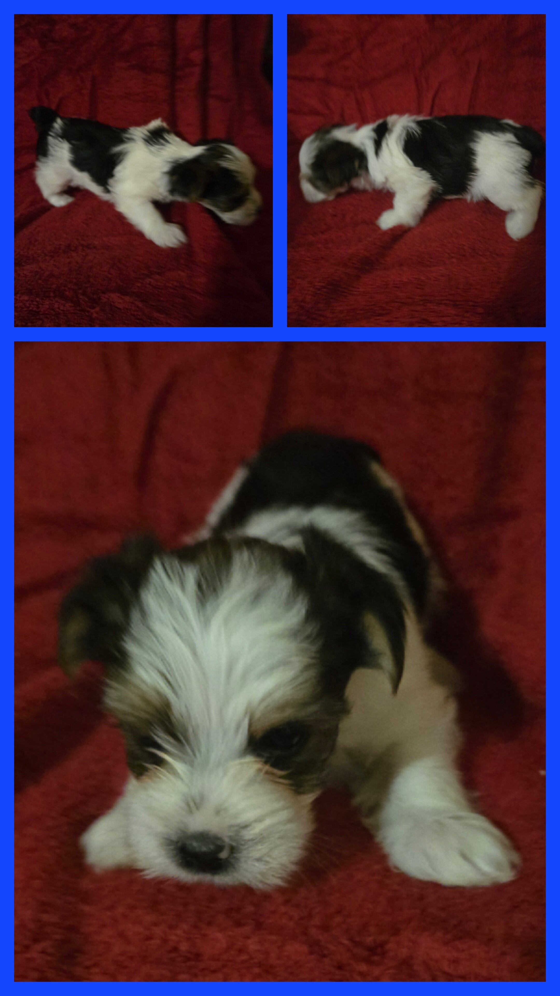 Yorkshire terrier puppies image 6