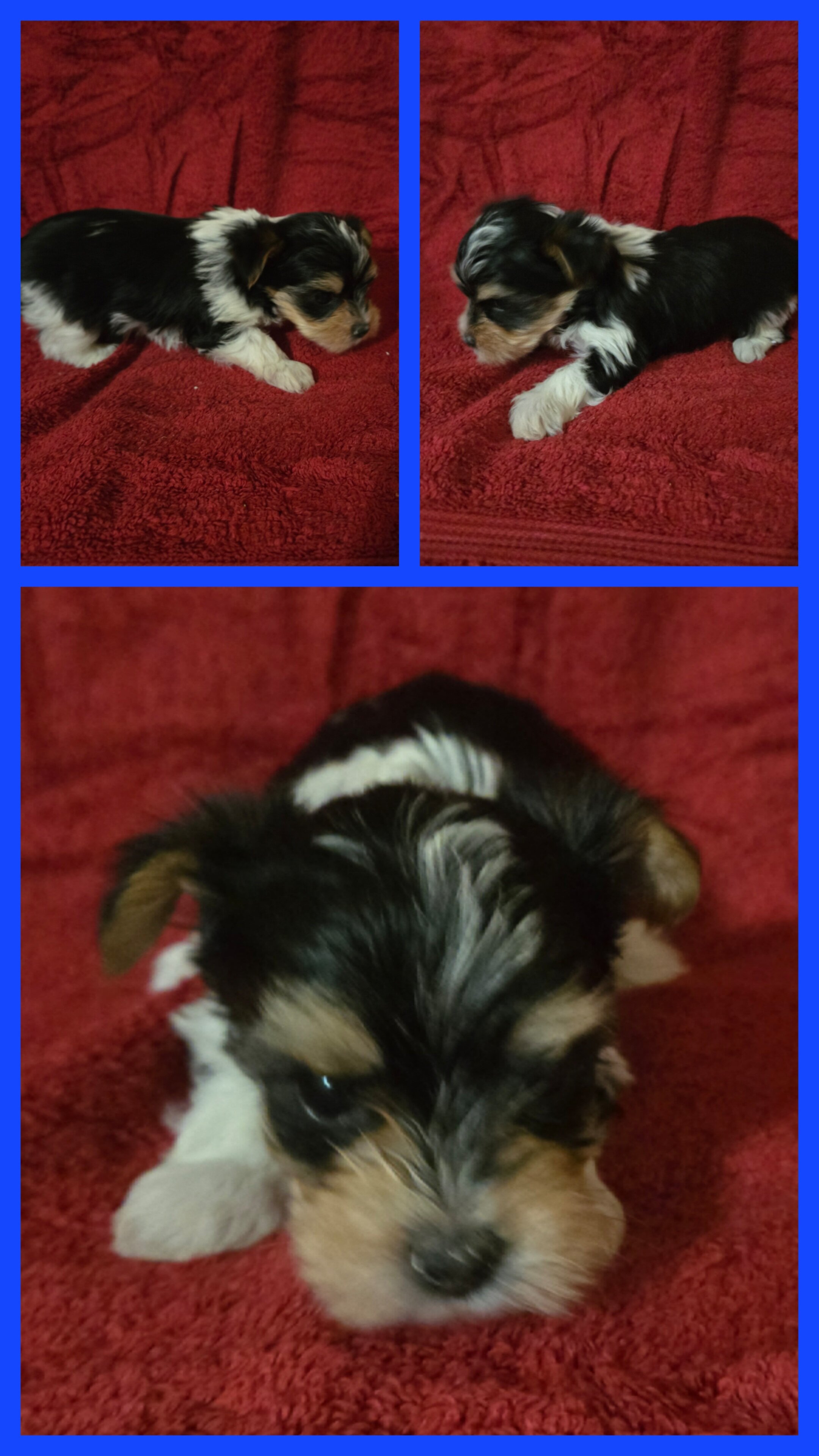 Yorkshire terrier puppies image 5