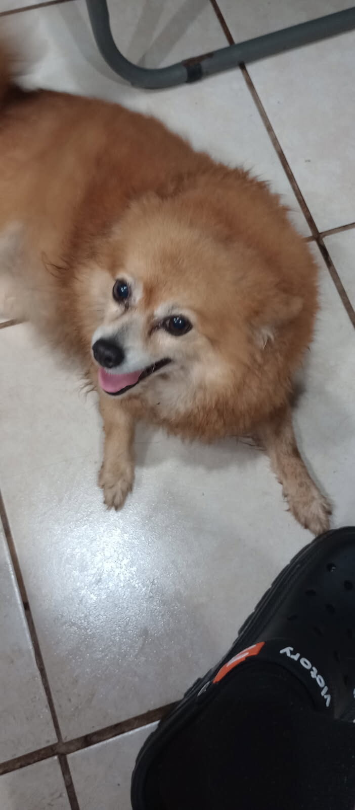 Female Pomeranian image 1
