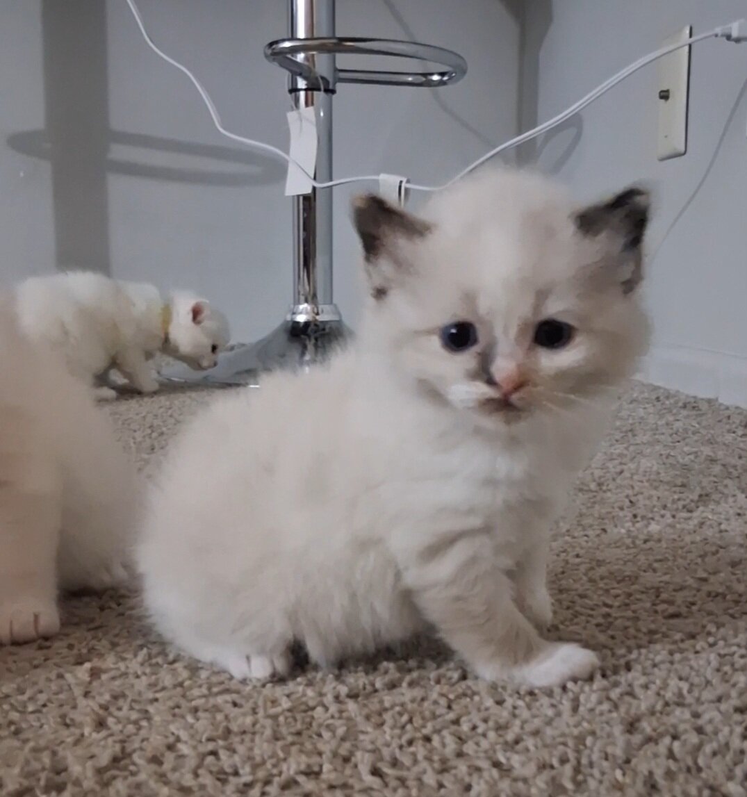 Ragdoll kitten image 1