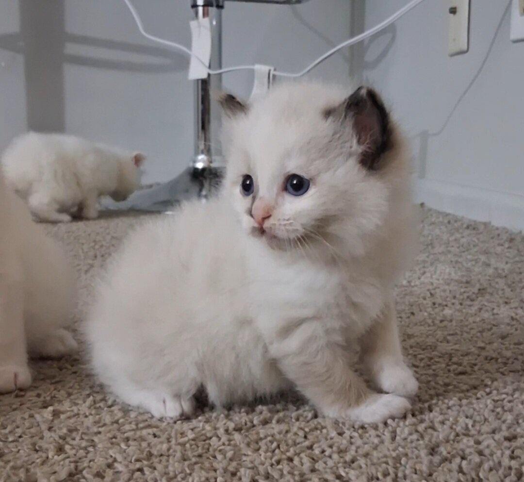 Ragdoll kitten image 2