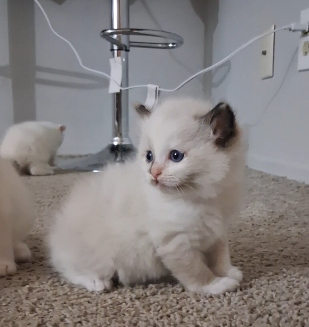 Ragdoll kitten image 3