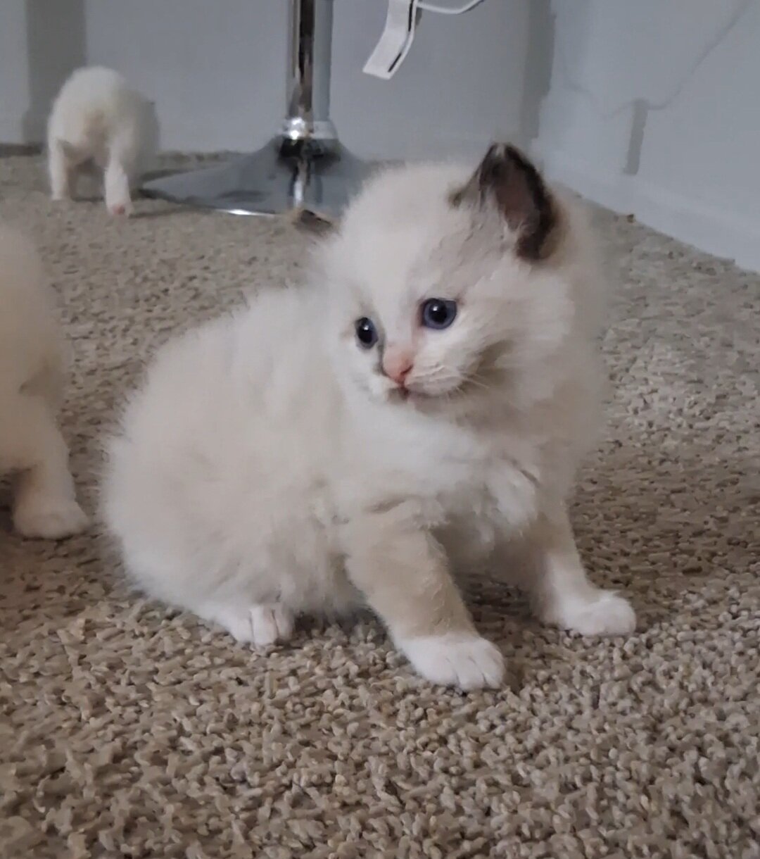Ragdoll kitten image 4