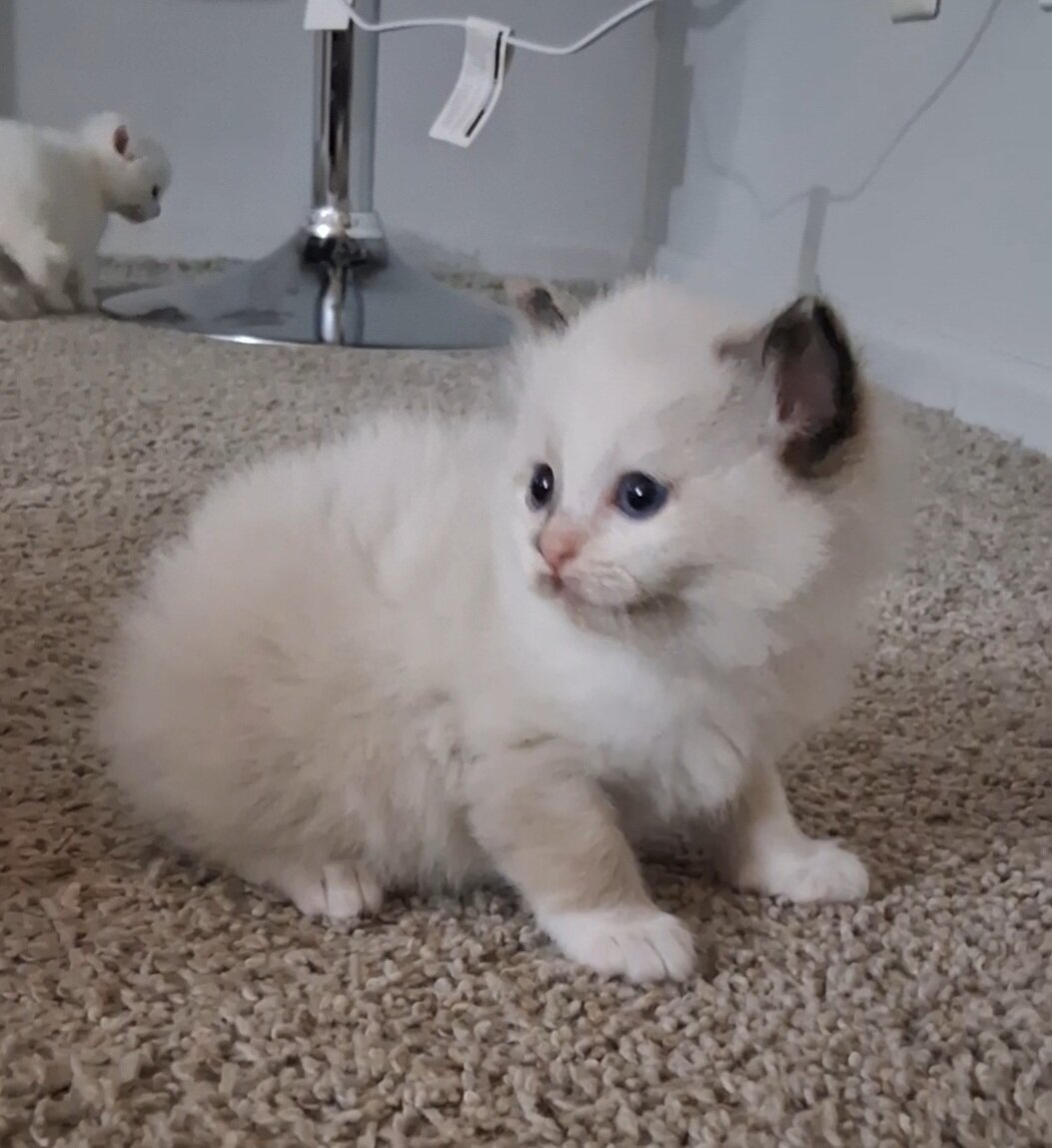 Ragdoll kitten image 5