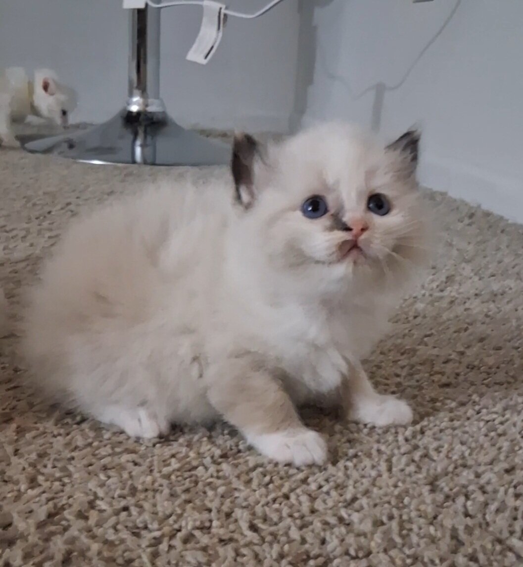 Ragdoll kitten image 6