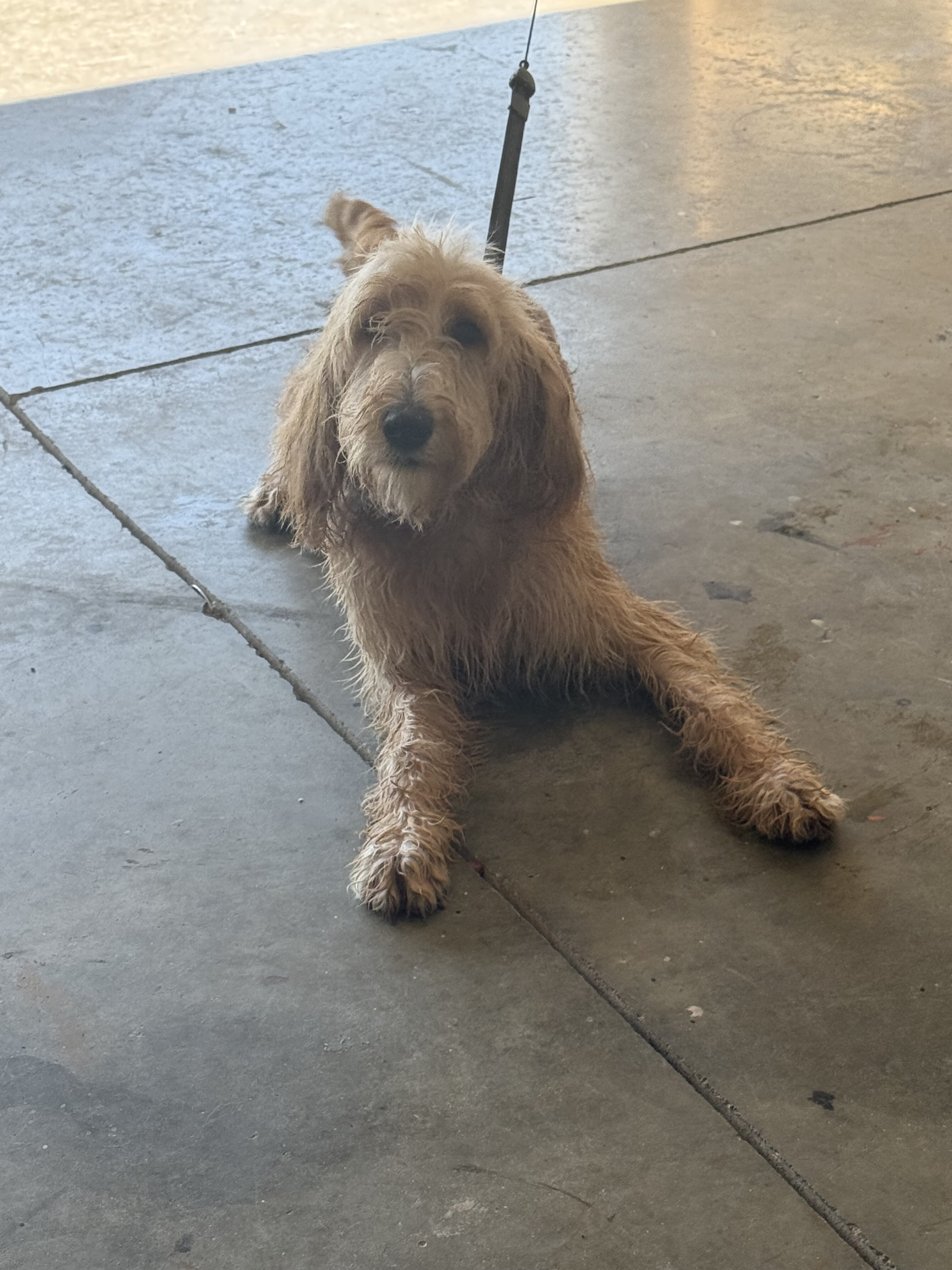 Puppy image 2