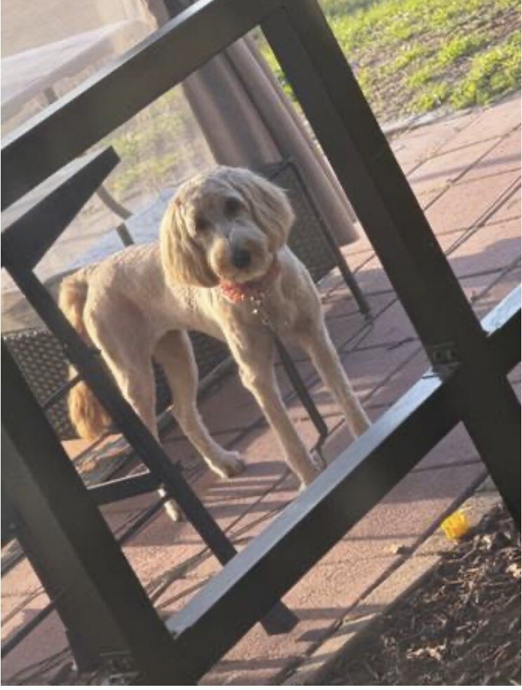 Puppy image 1