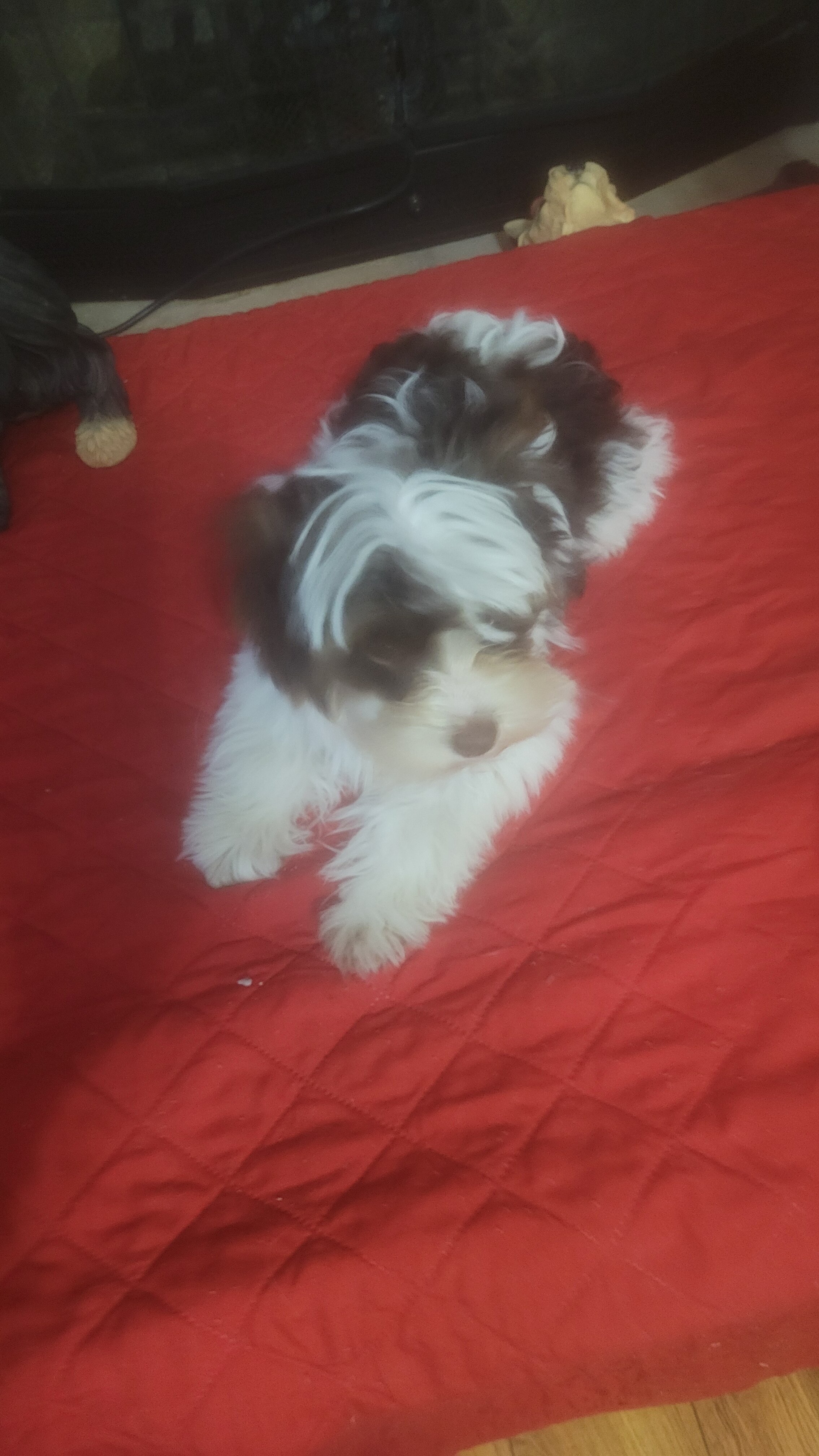 Parti Yorkie 🐶 image 2