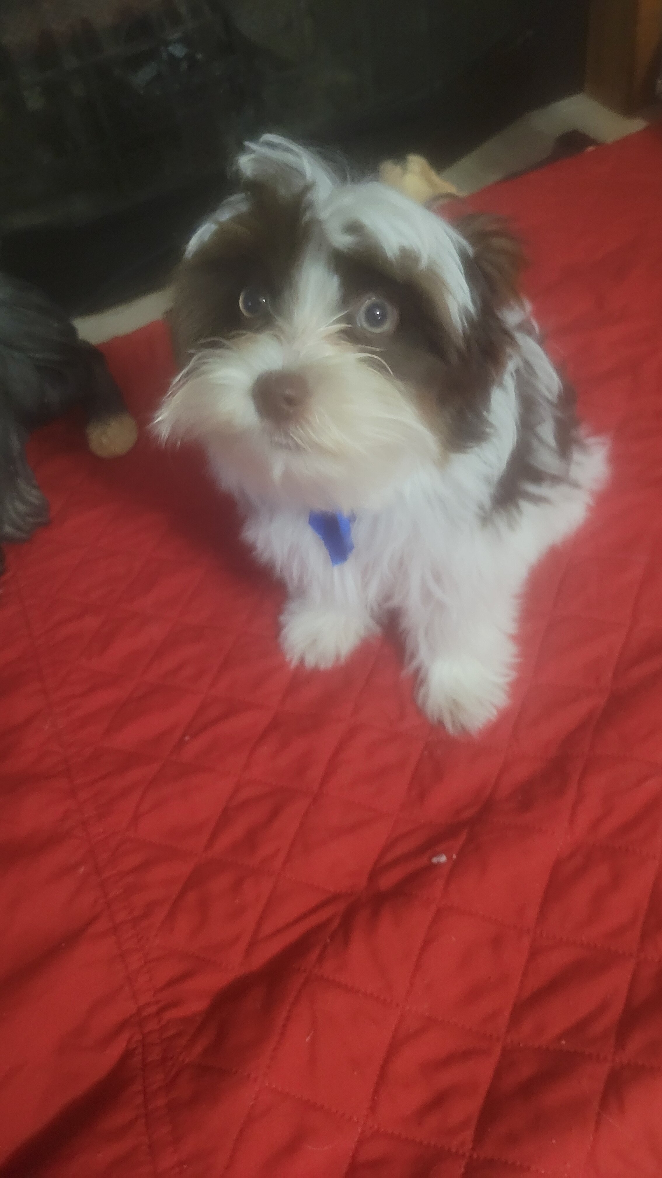 Parti Yorkie 🐶 image 1