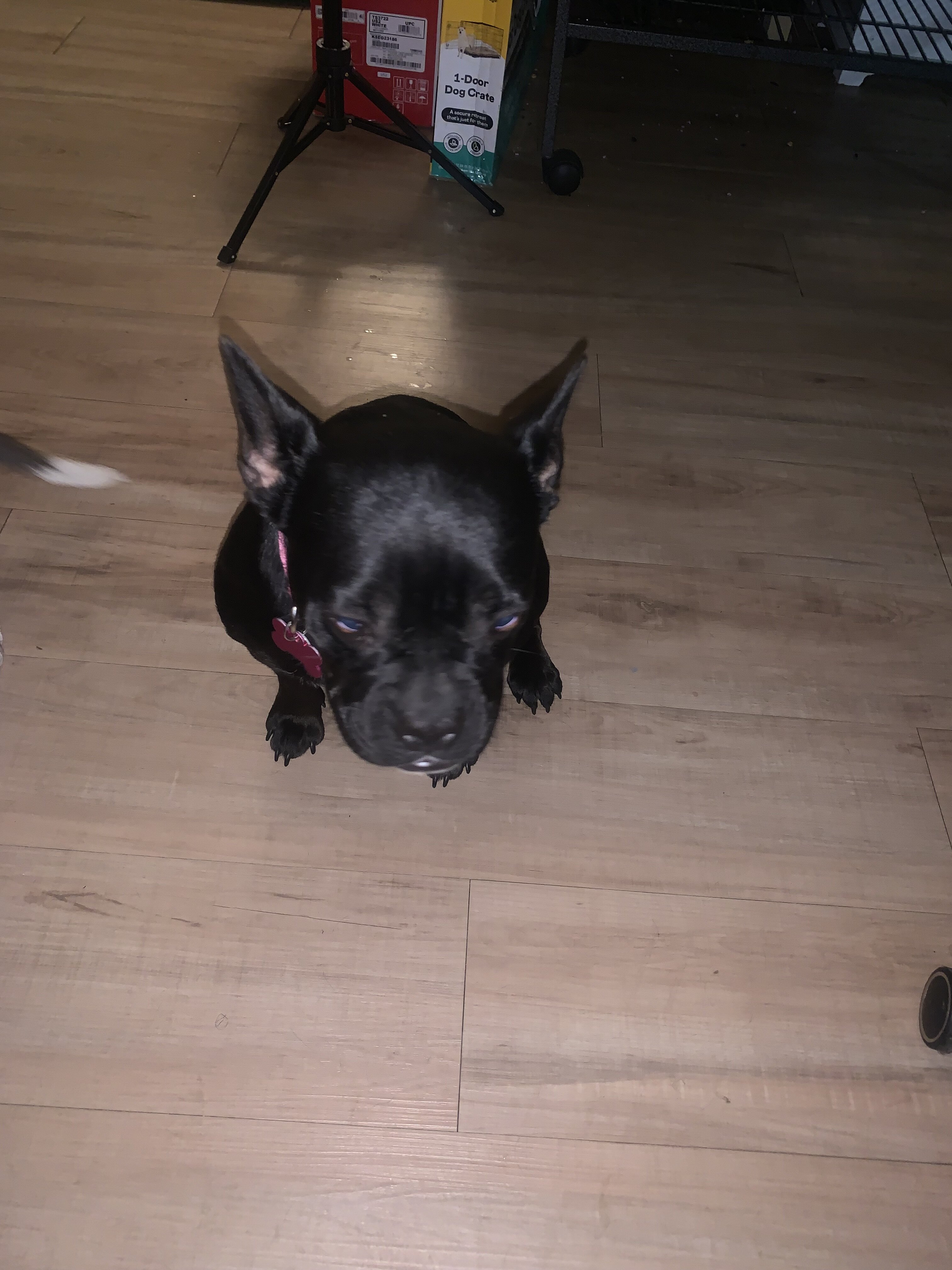 Female Fenchie image 2