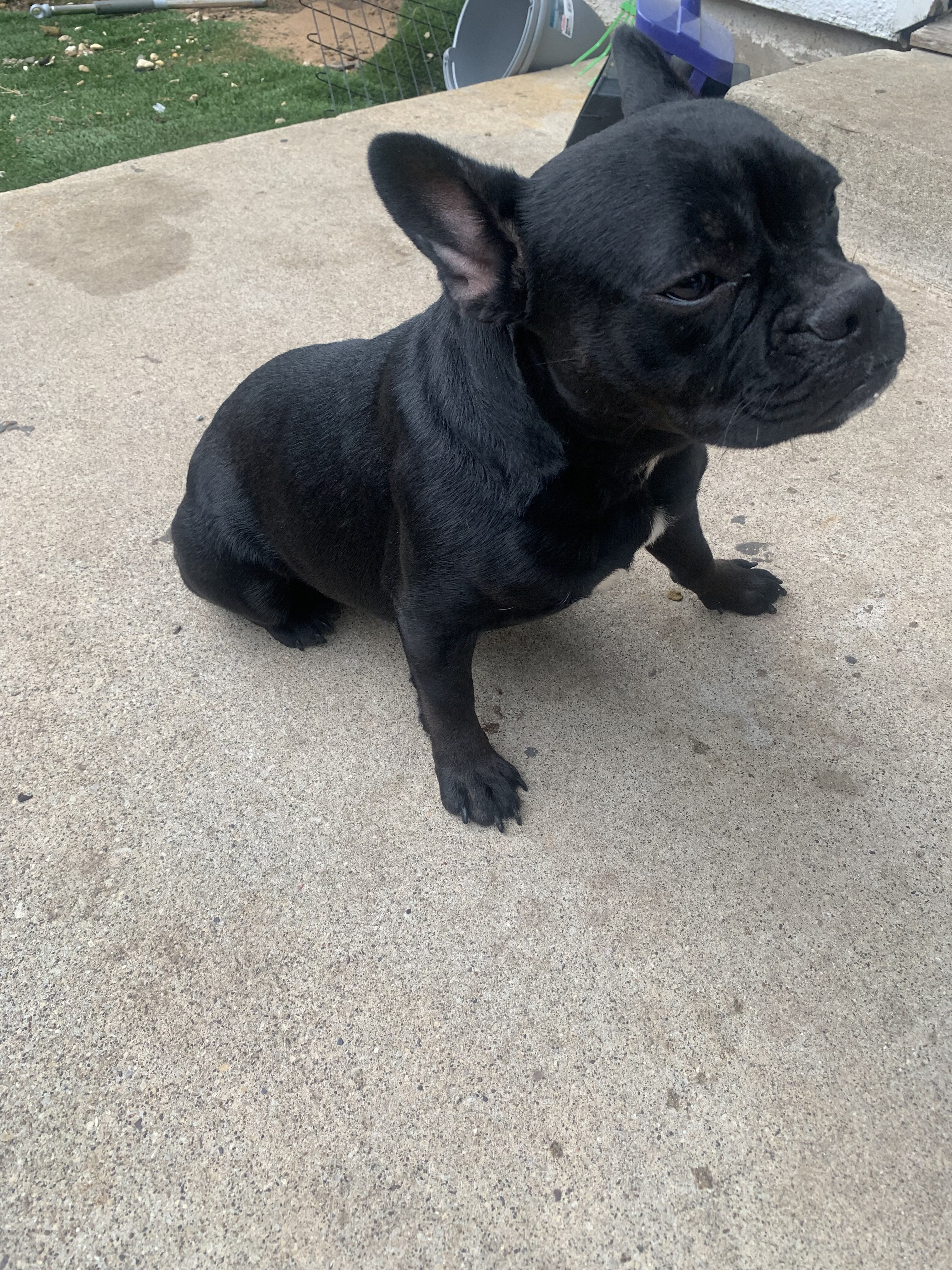 Female Fenchie image 1
