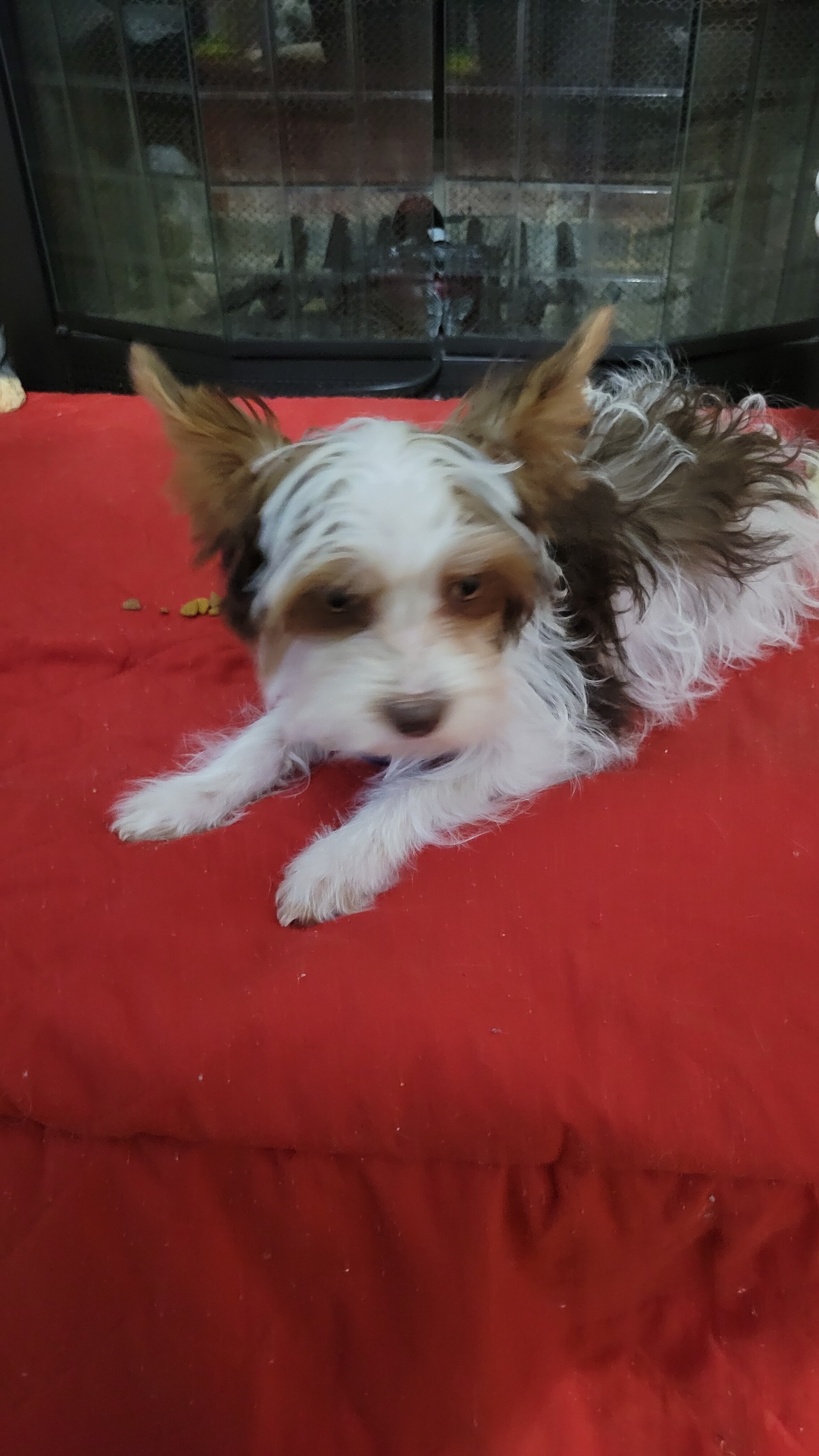 Parti Yorkie Pup image 2