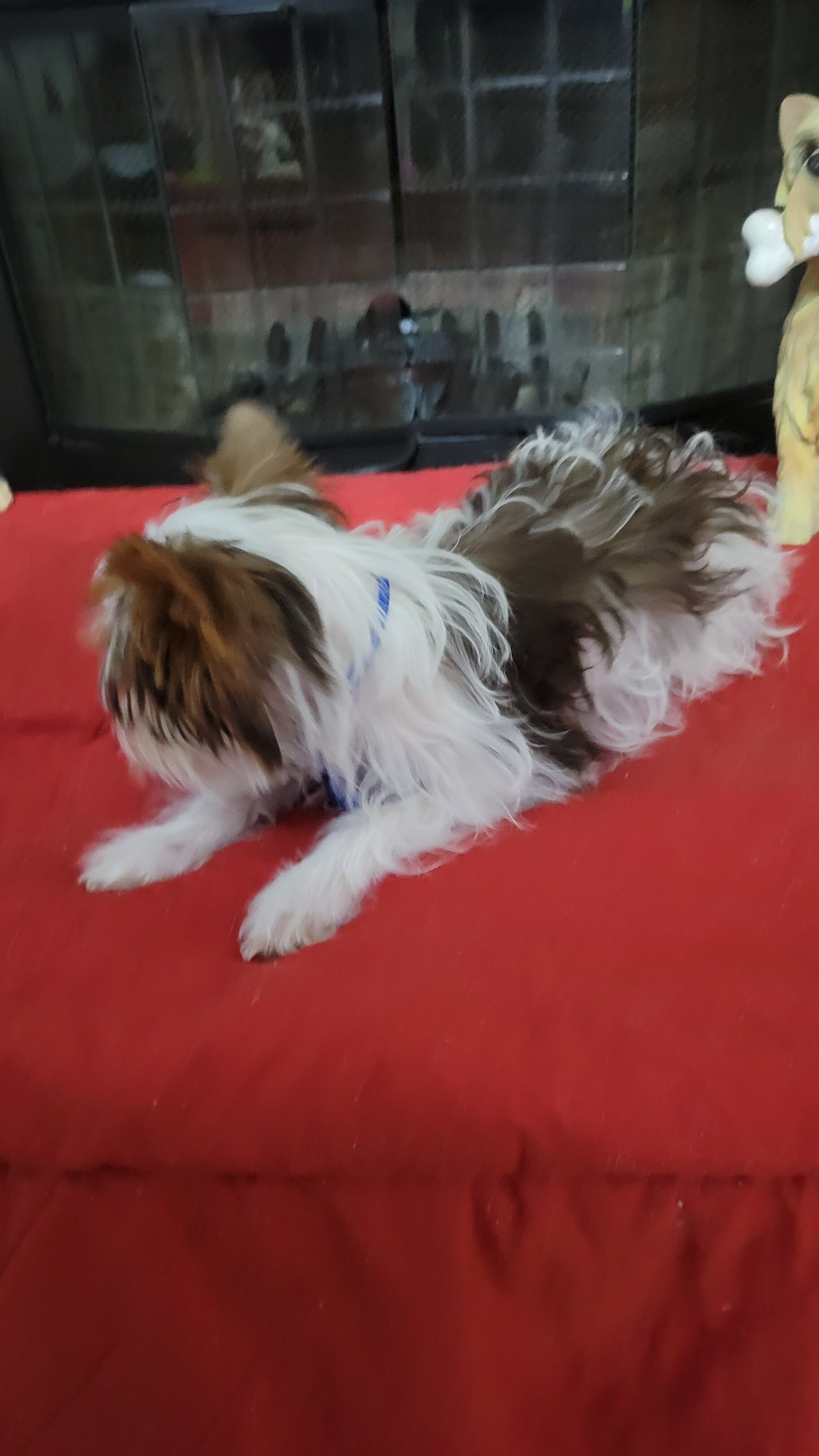 Parti Yorkie Pup image 3
