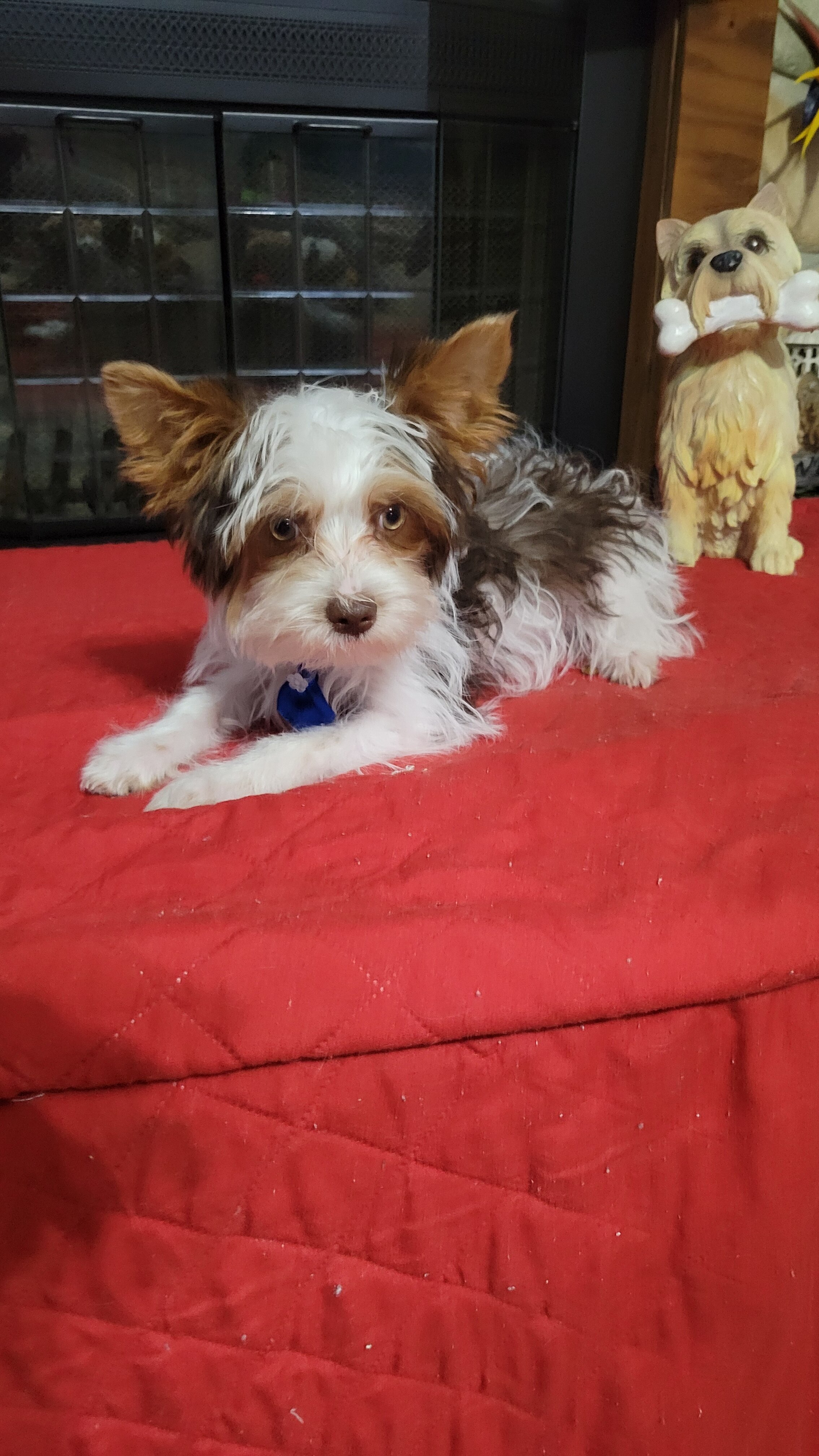 Parti Yorkie Pup image 1