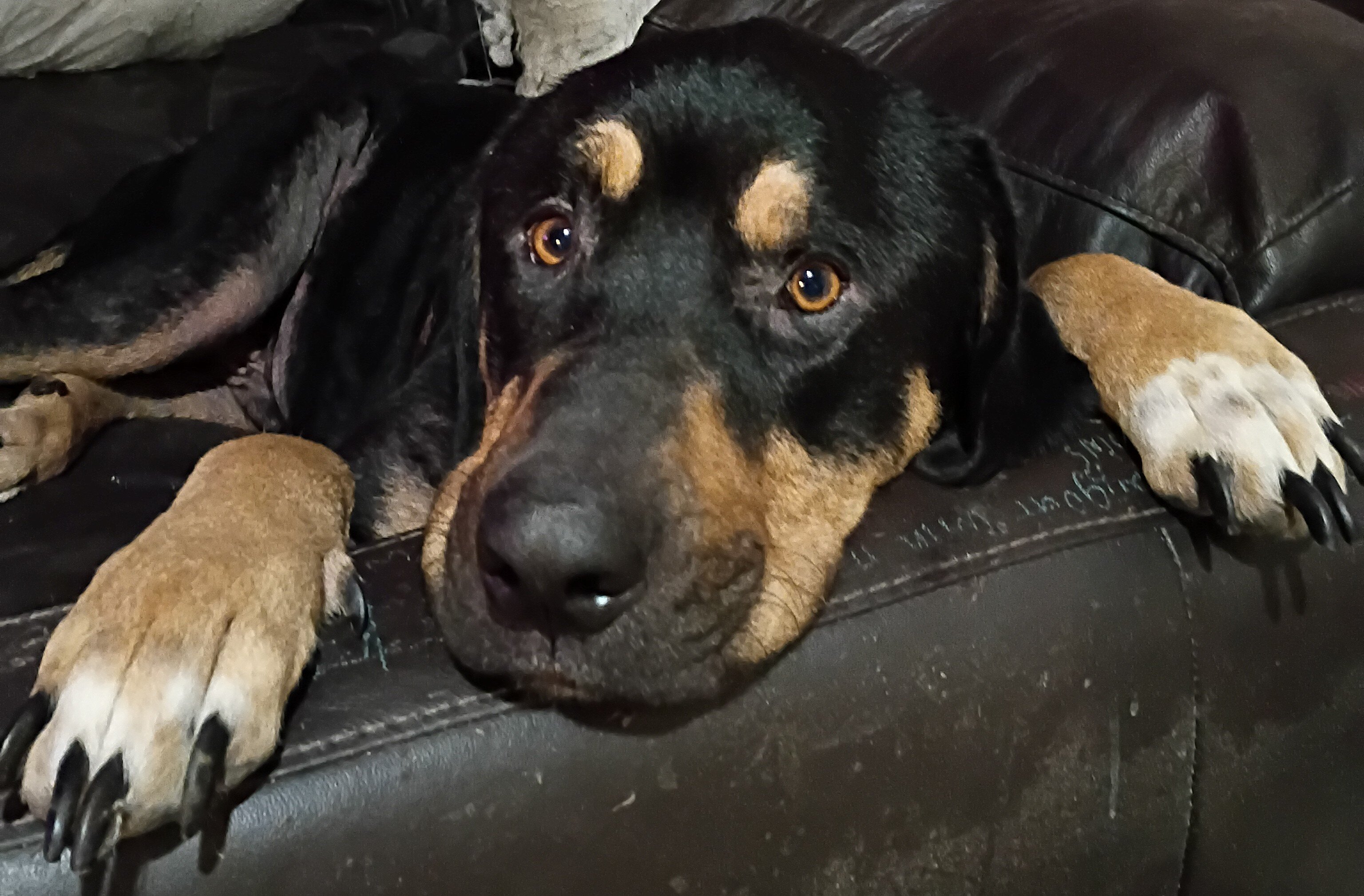 Big family dog, sweet, needs more space and attent image 1