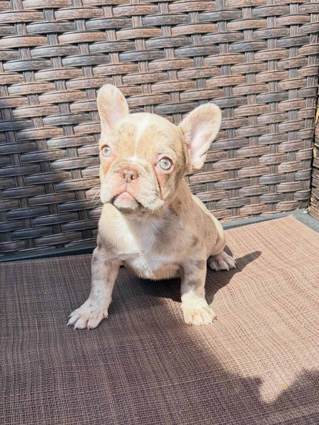 Love and Loyalty: French Bulldogs Make Great Pups image 2