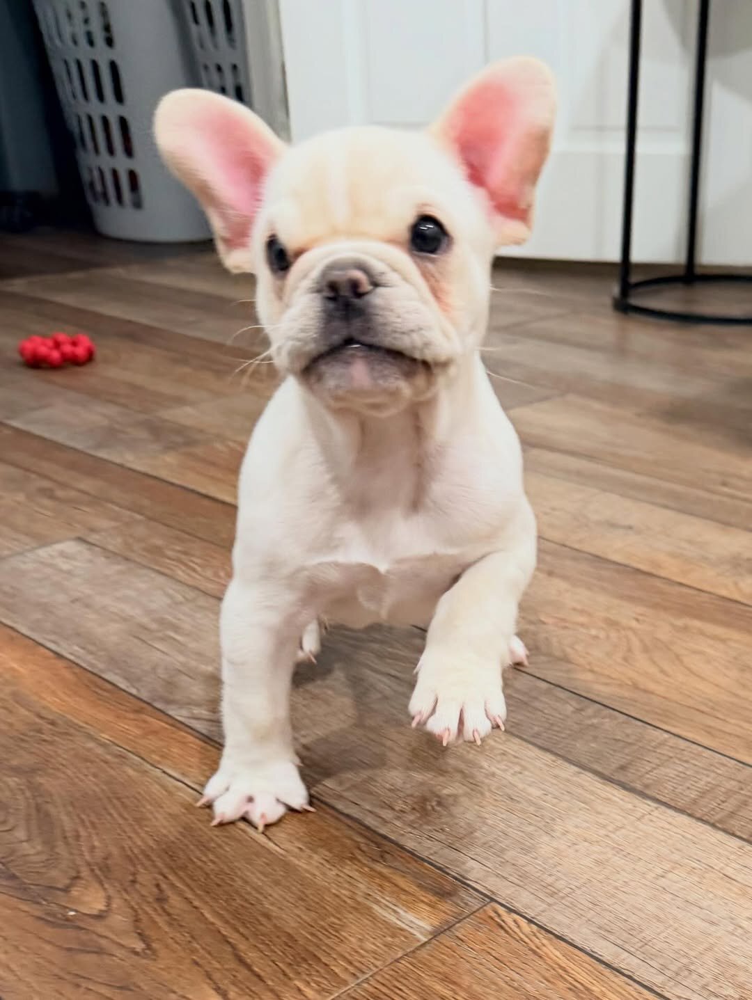 Love and Loyalty: French Bulldogs Make Great Pups image 1