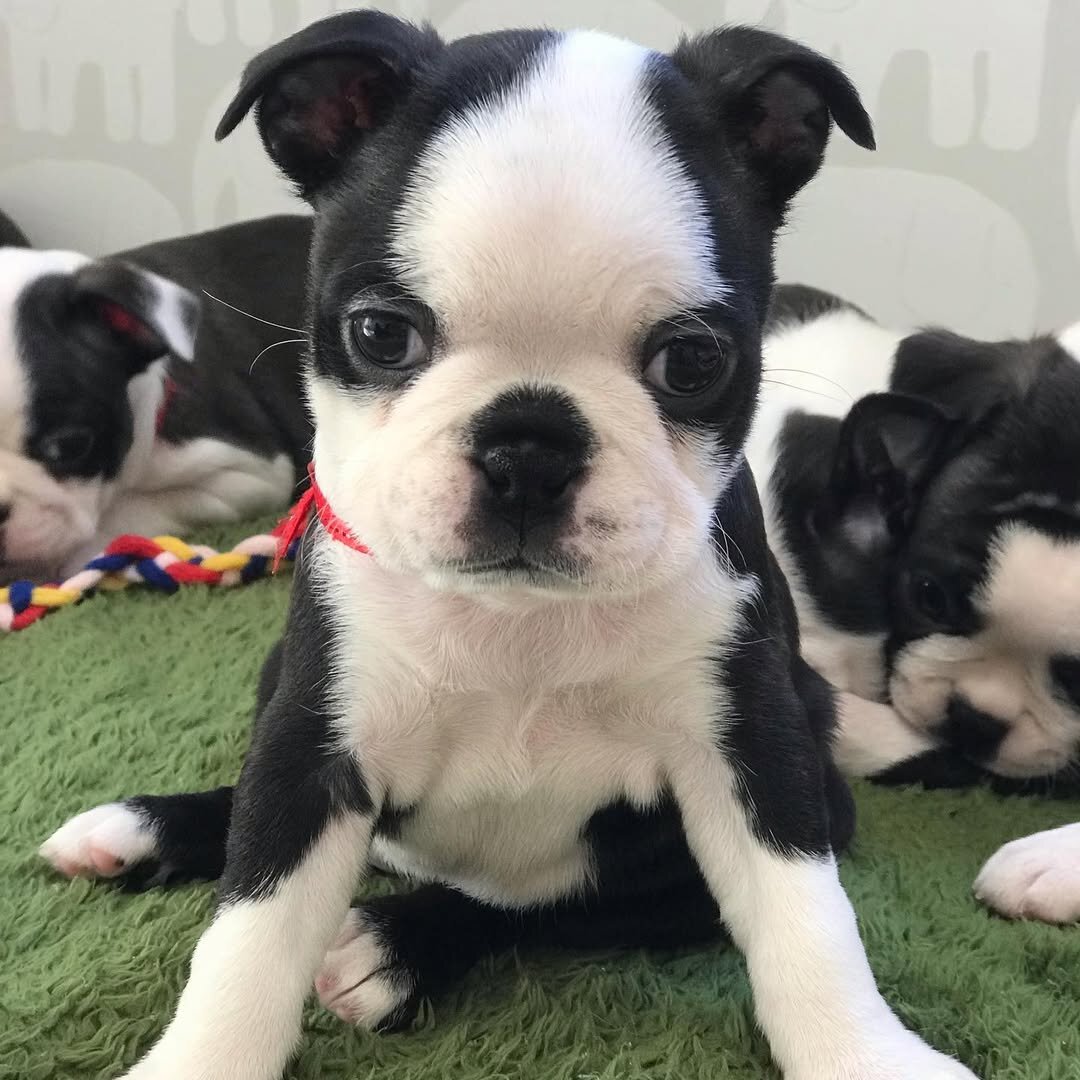 AkC Boston Terrier Puppies image 2