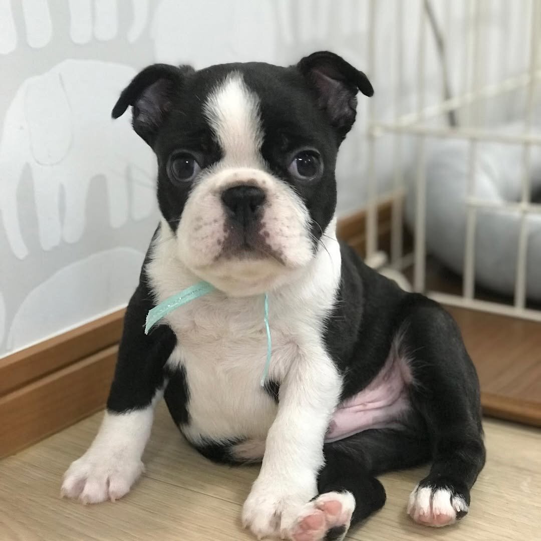 AkC Boston Terrier Puppies image 3