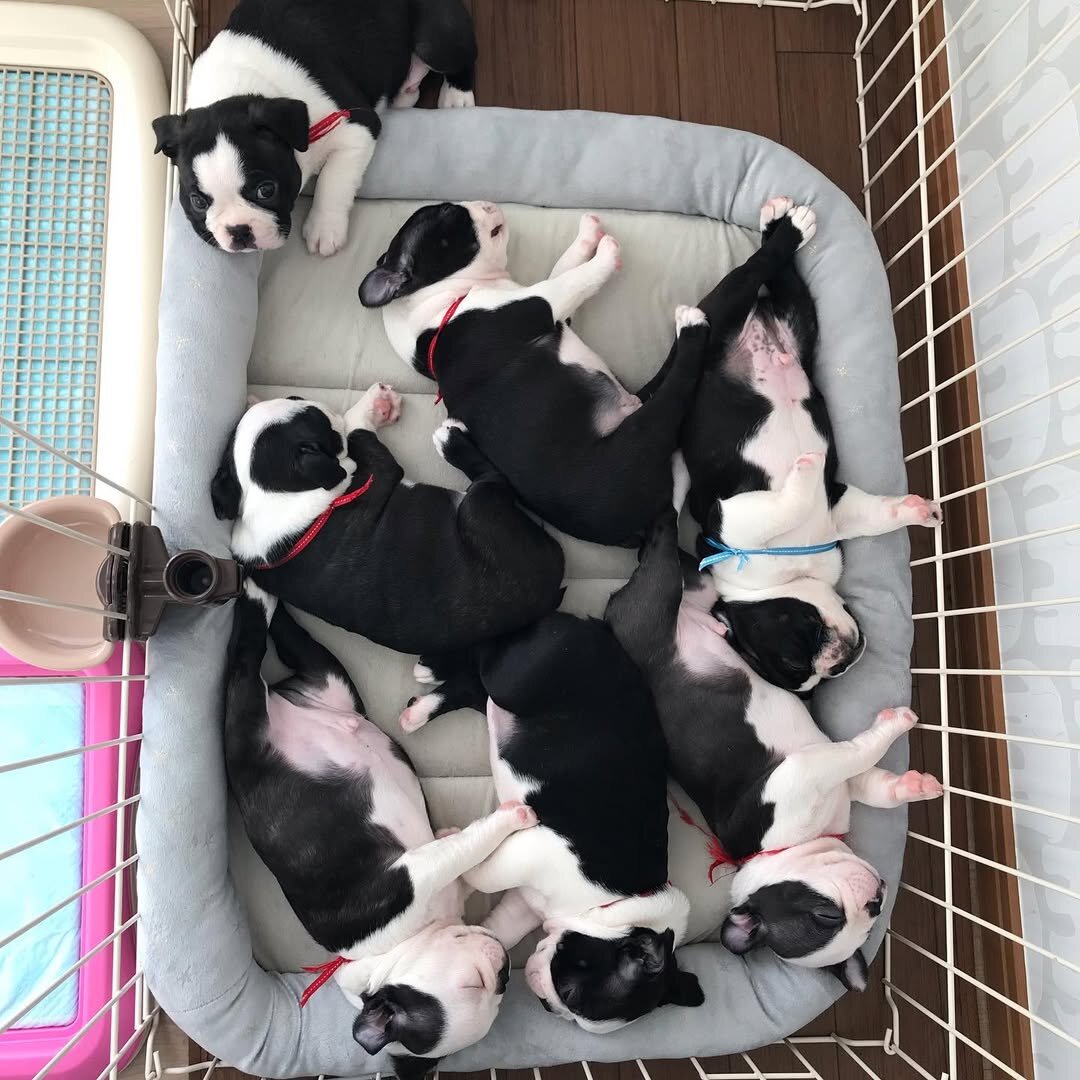AkC Boston Terrier Puppies image 8