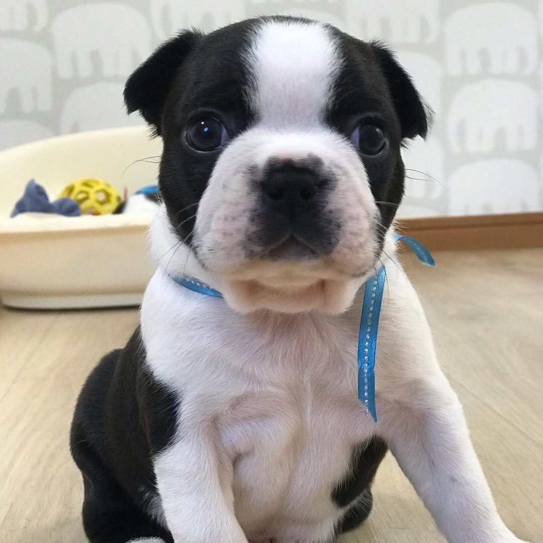 AkC Boston Terrier Puppies image 6