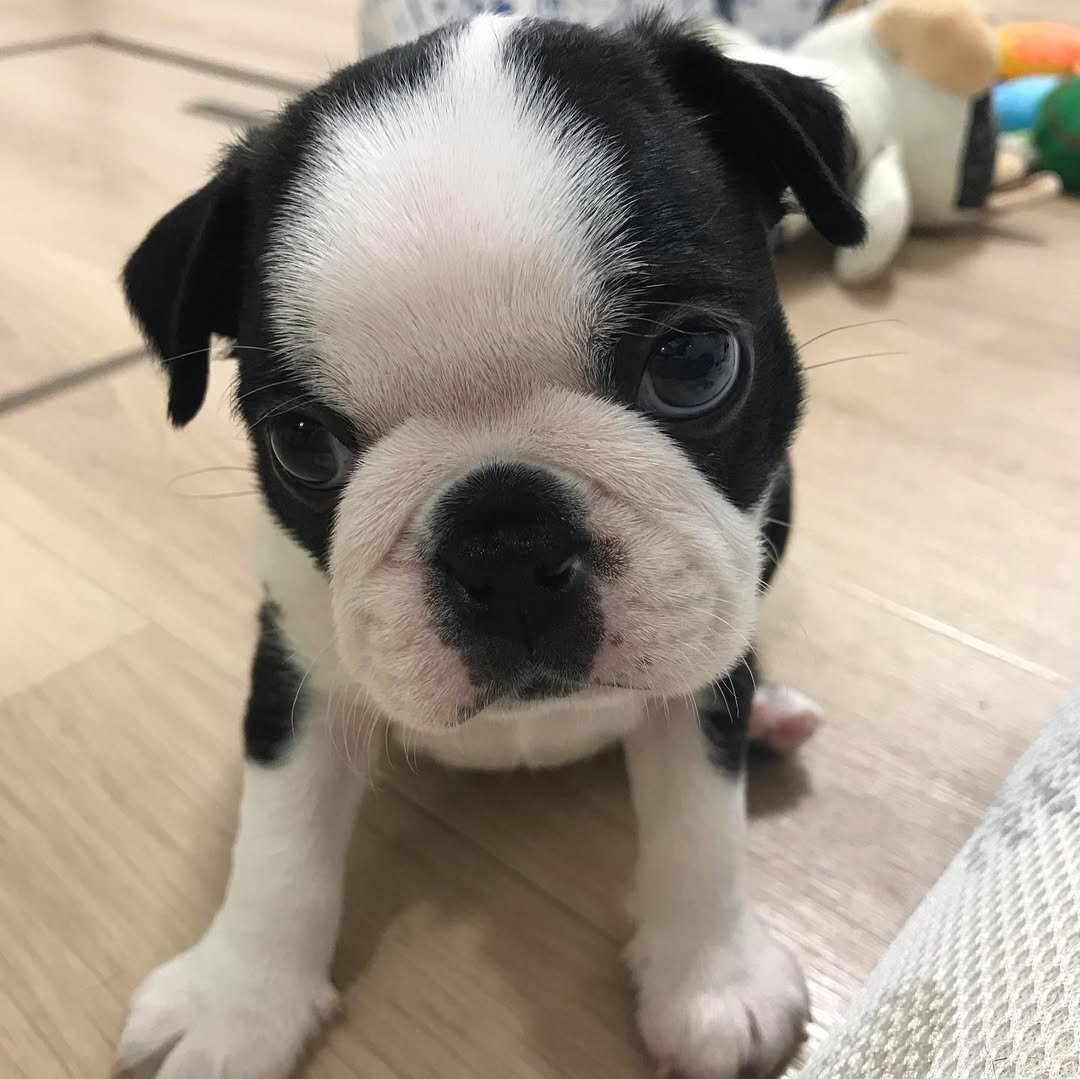 AkC Boston Terrier Puppies image 1