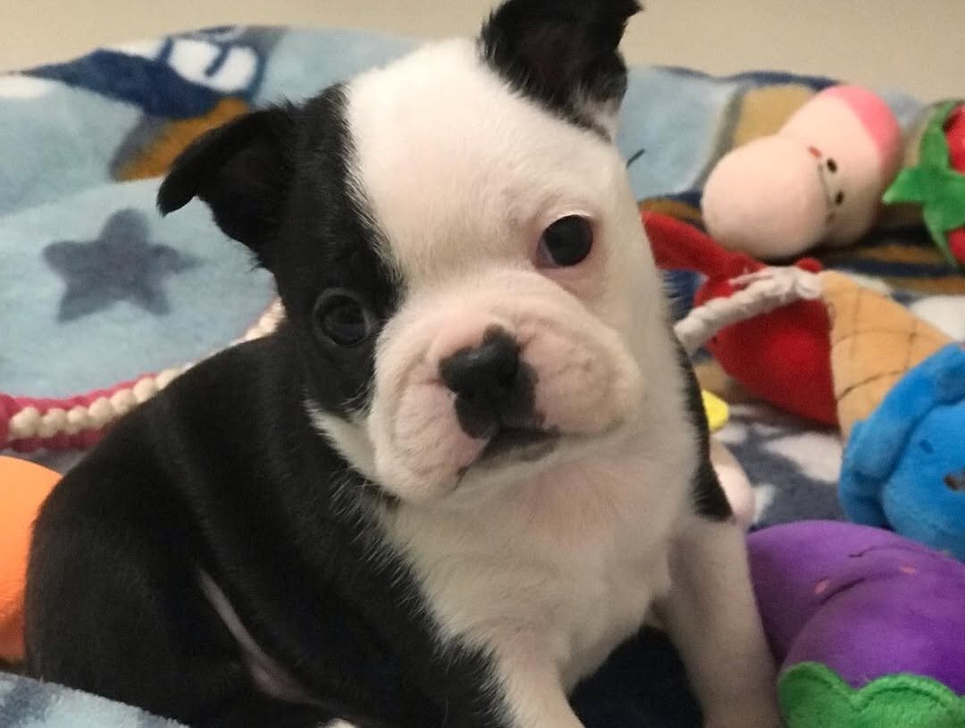 AkC Boston Terrier Puppies image 7