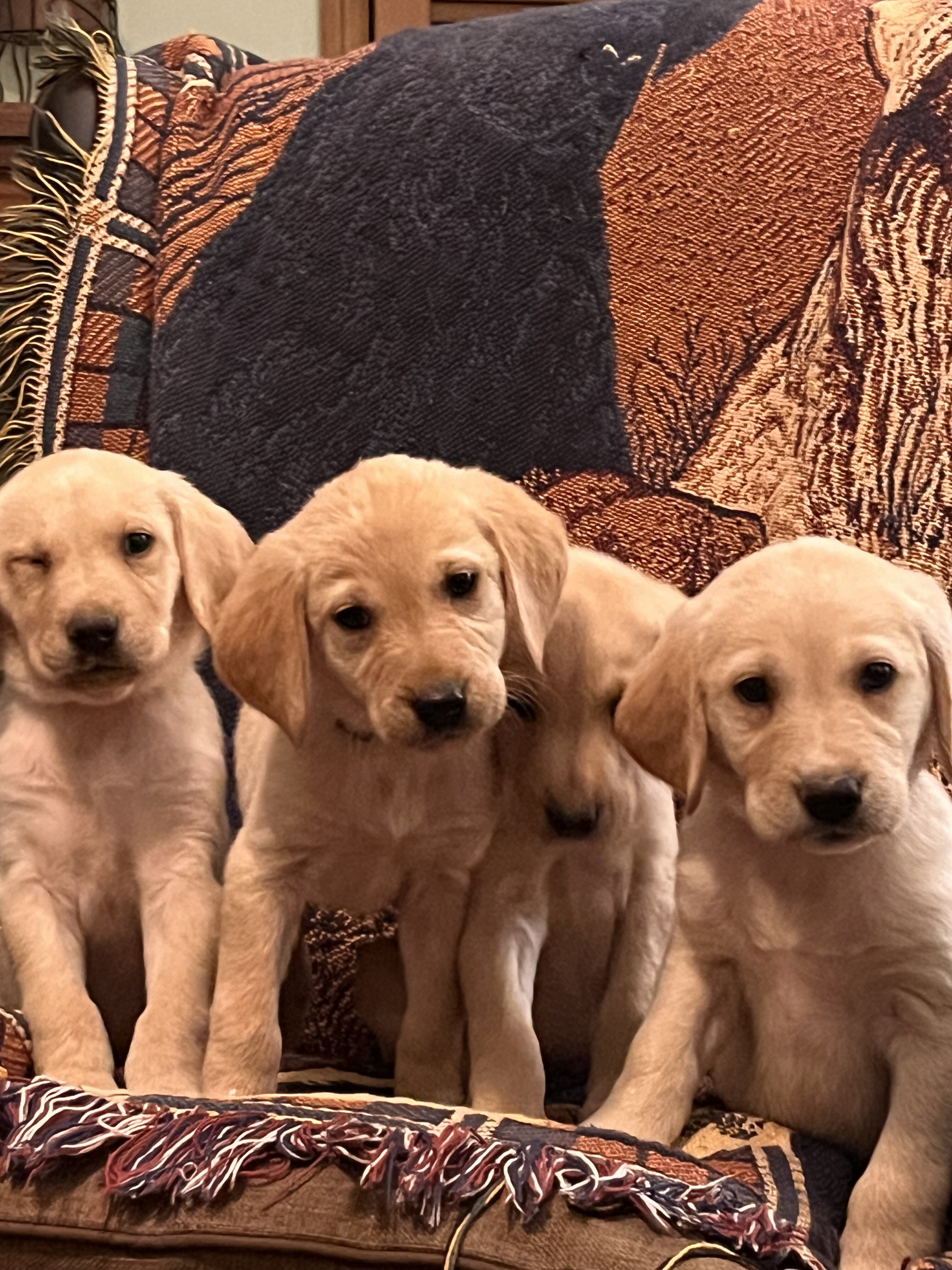 Labrador Retriever image 6