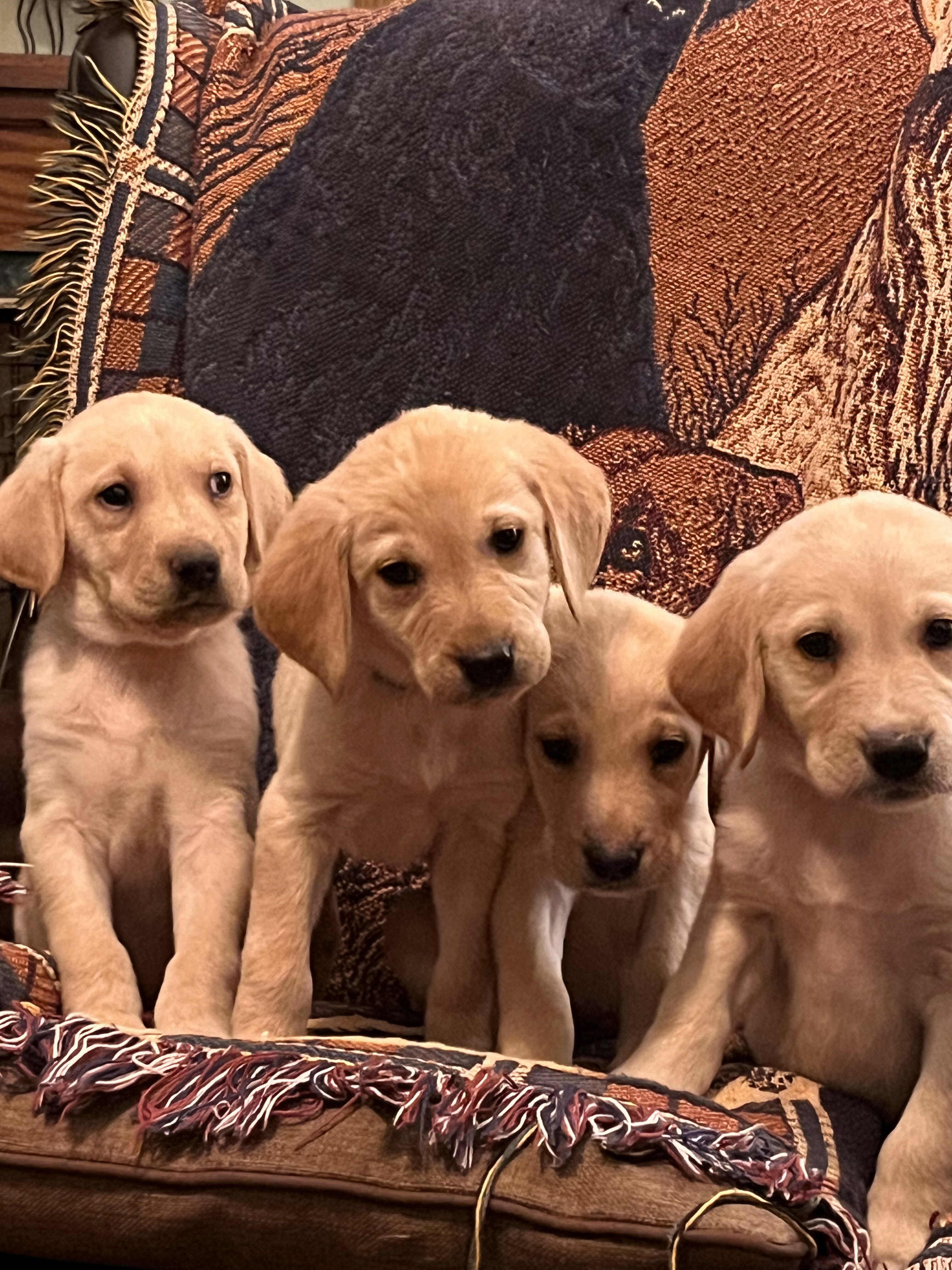 Labrador Retriever image 5