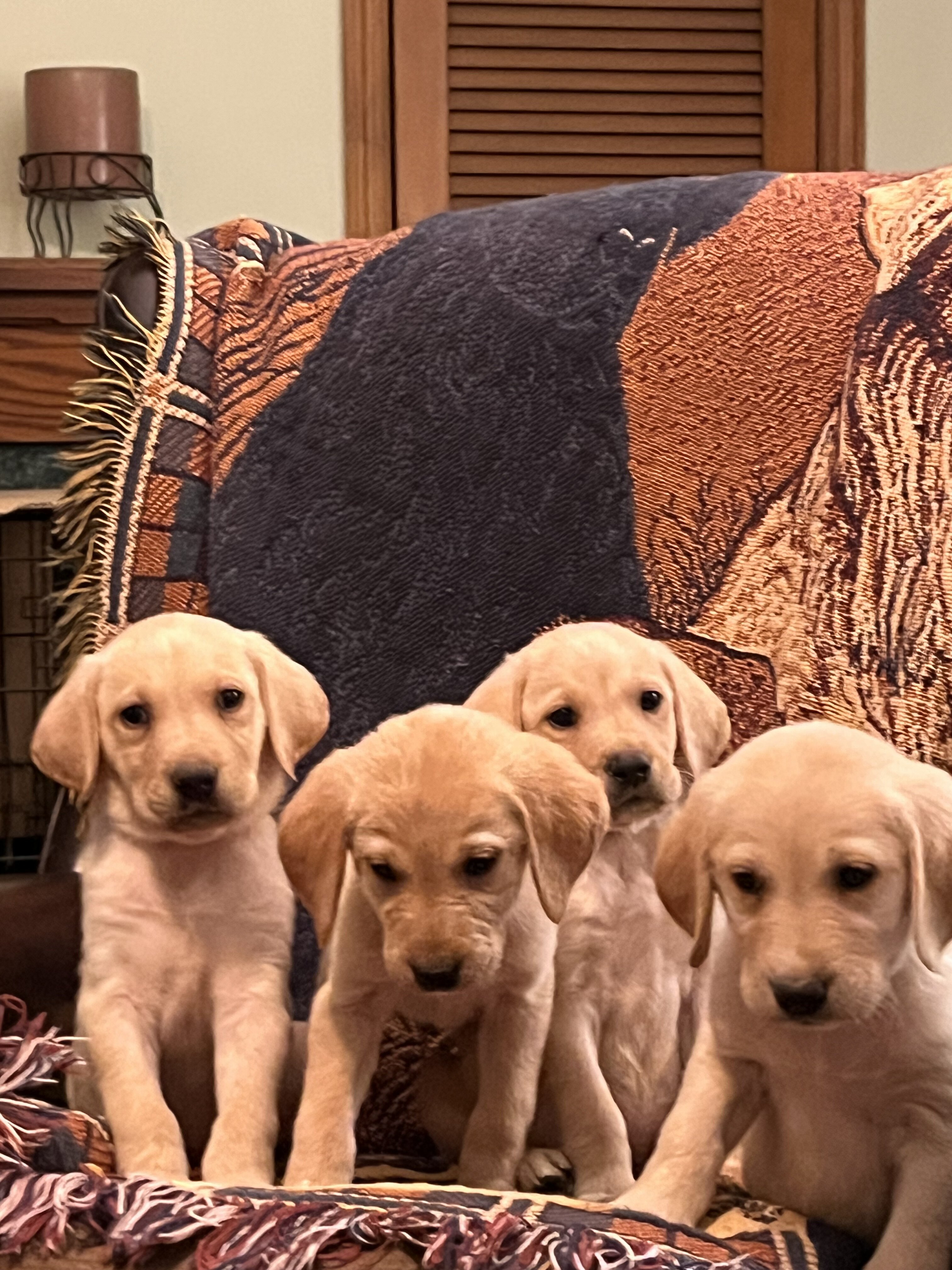 Labrador Retriever image 4