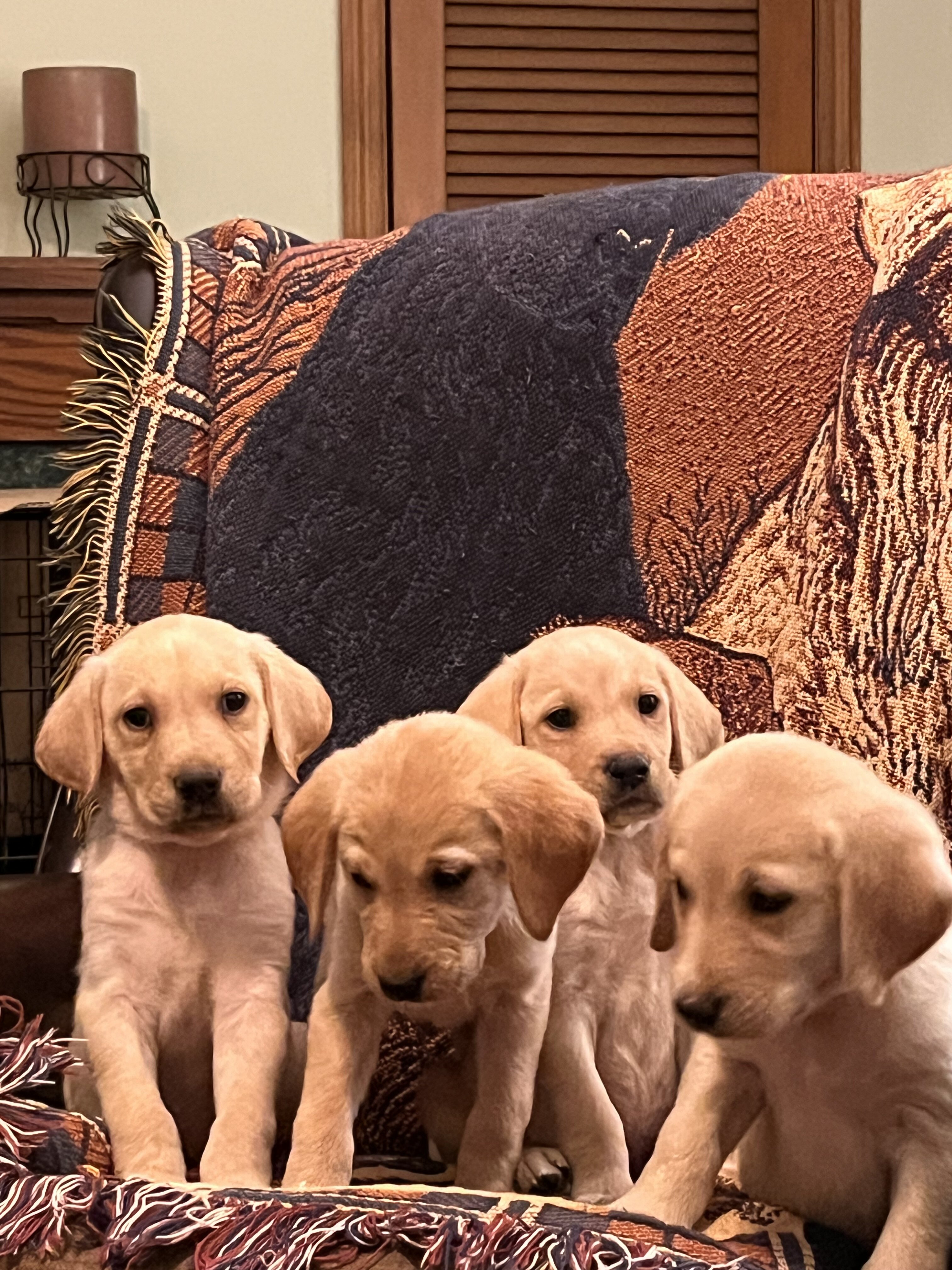 Labrador Retriever image 3