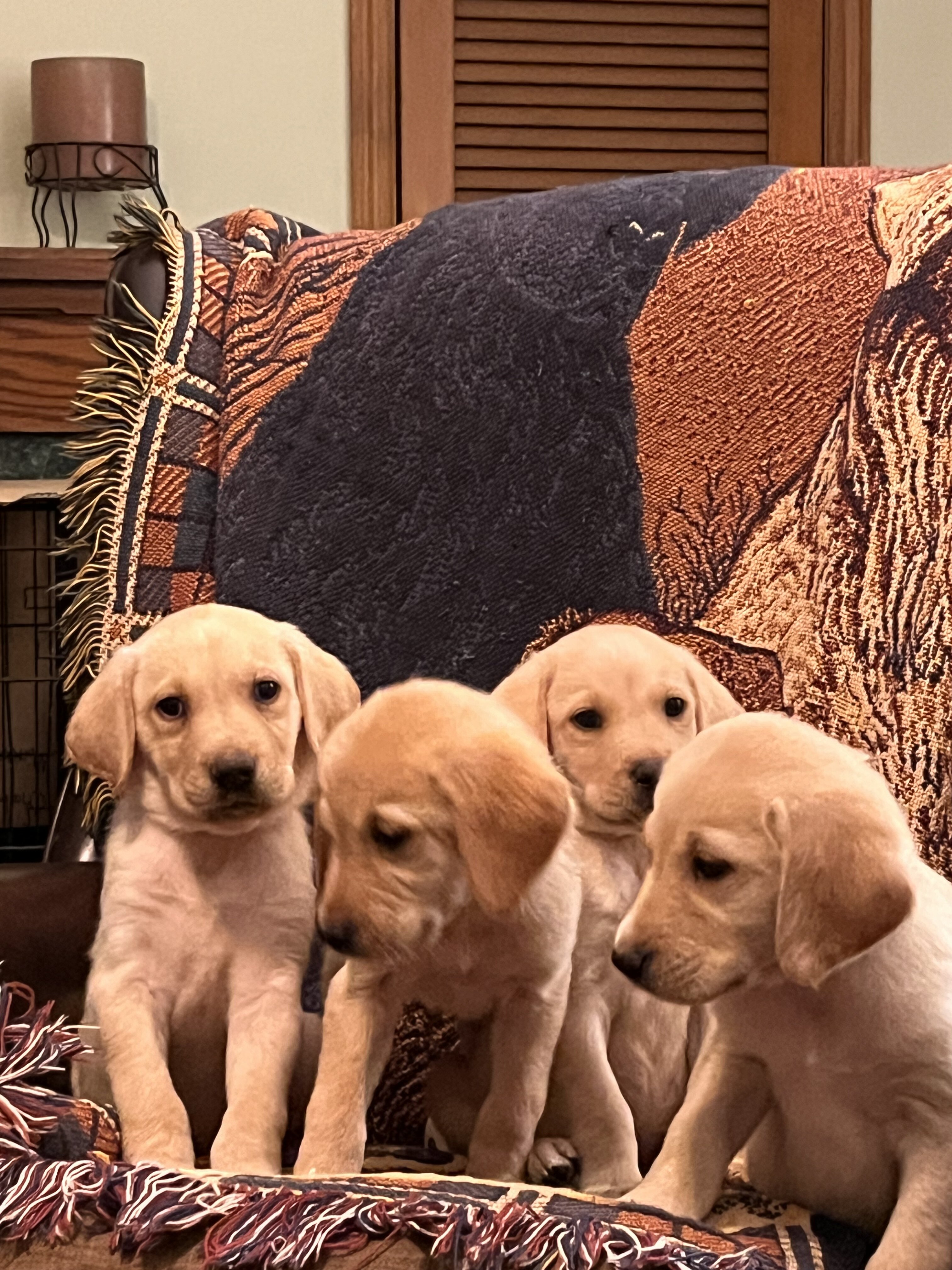Labrador Retriever image 2