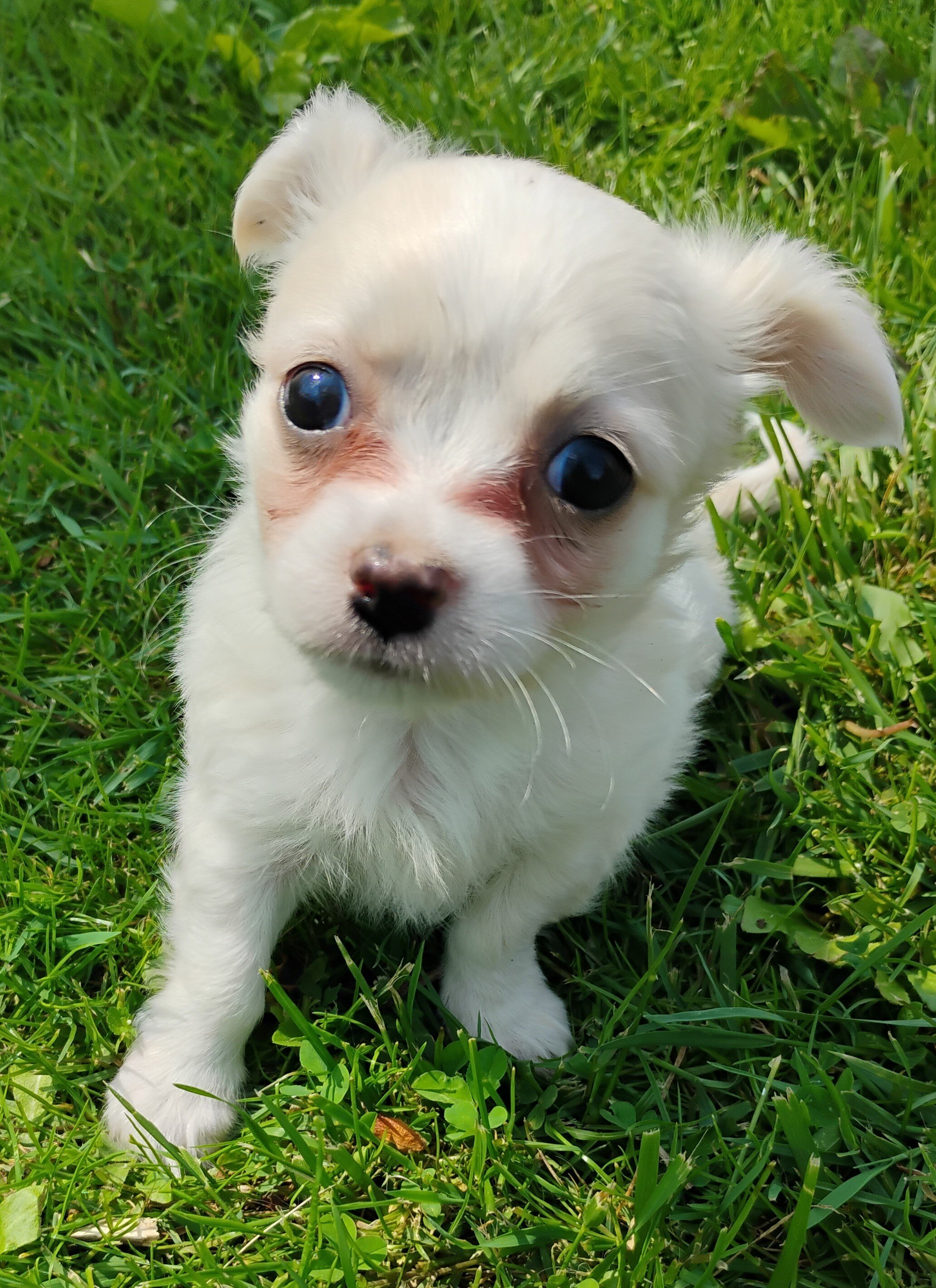 Chihuahua puppy image 2