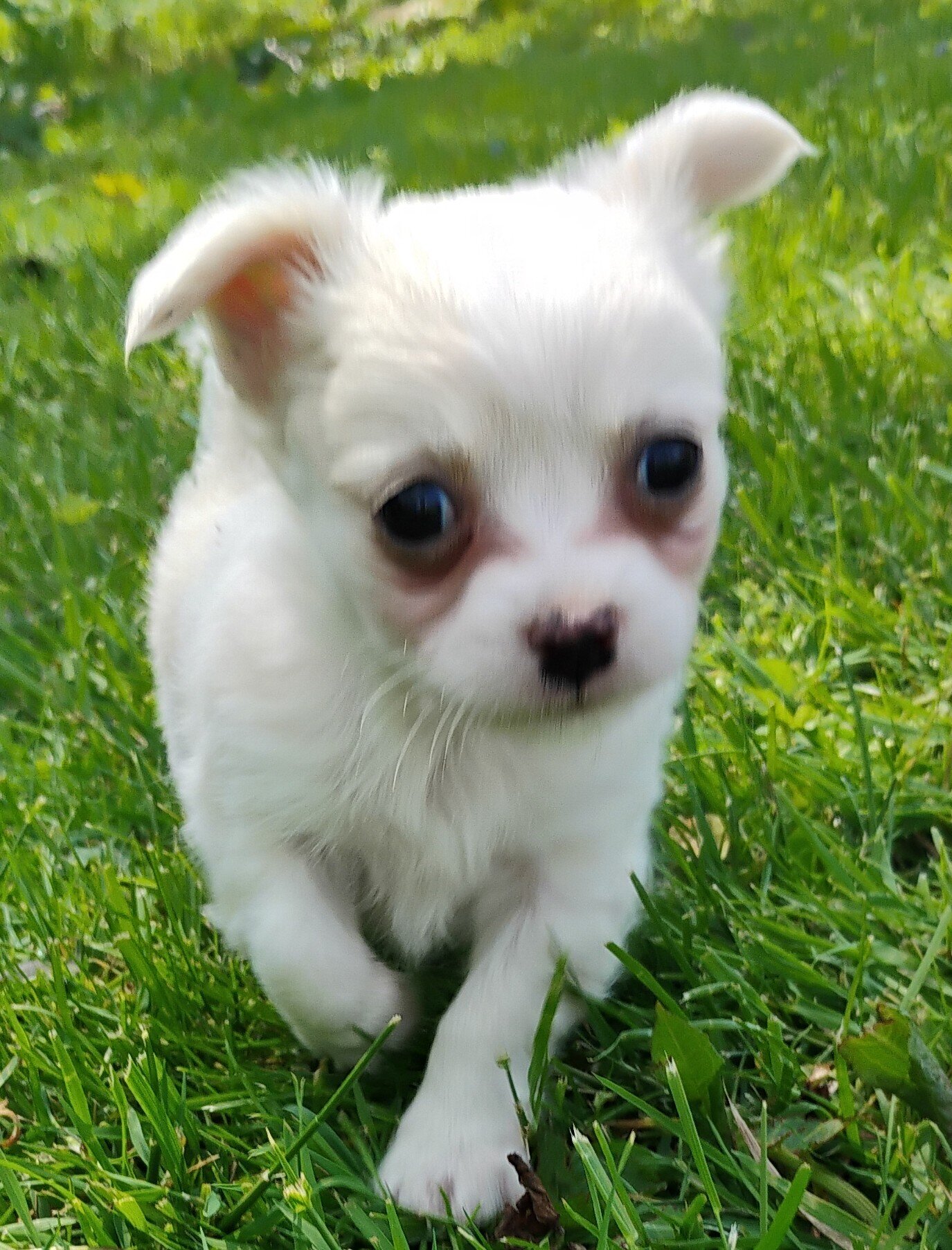 Chihuahua puppy image 1