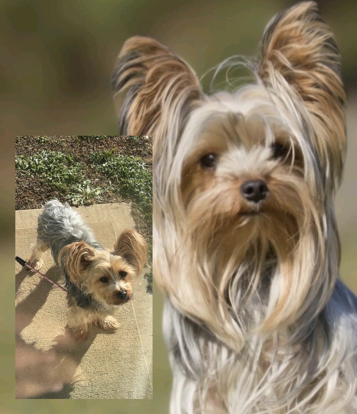Yorkie male AKC image 2