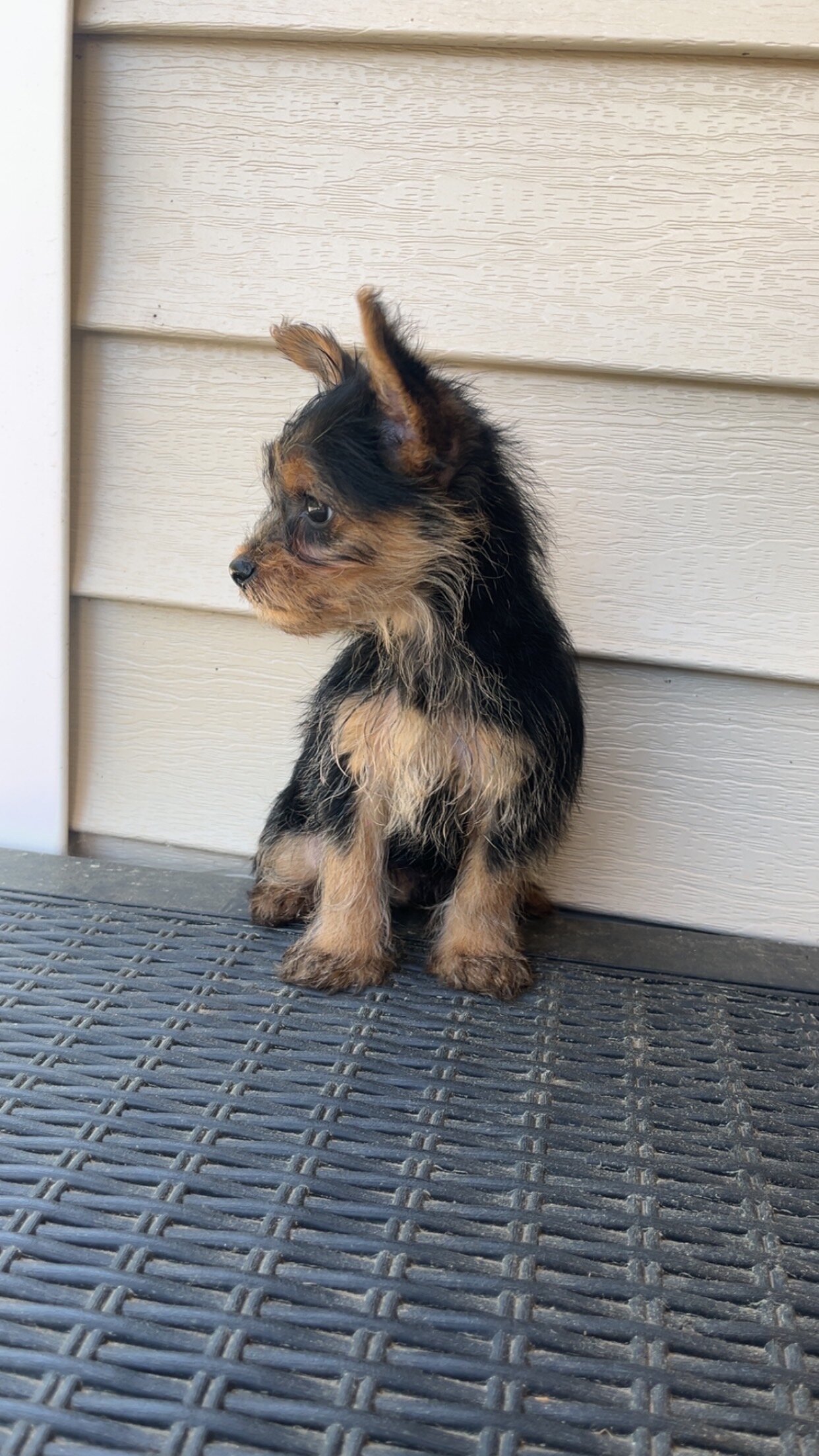 Yorkie male AKC image 1