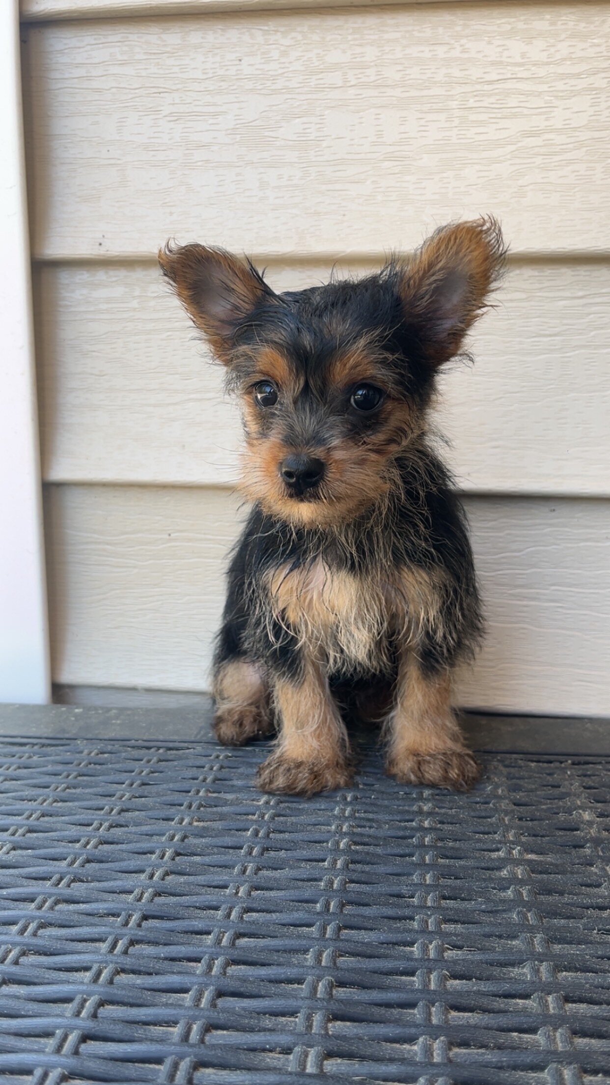 Yorkie male AKC image 3