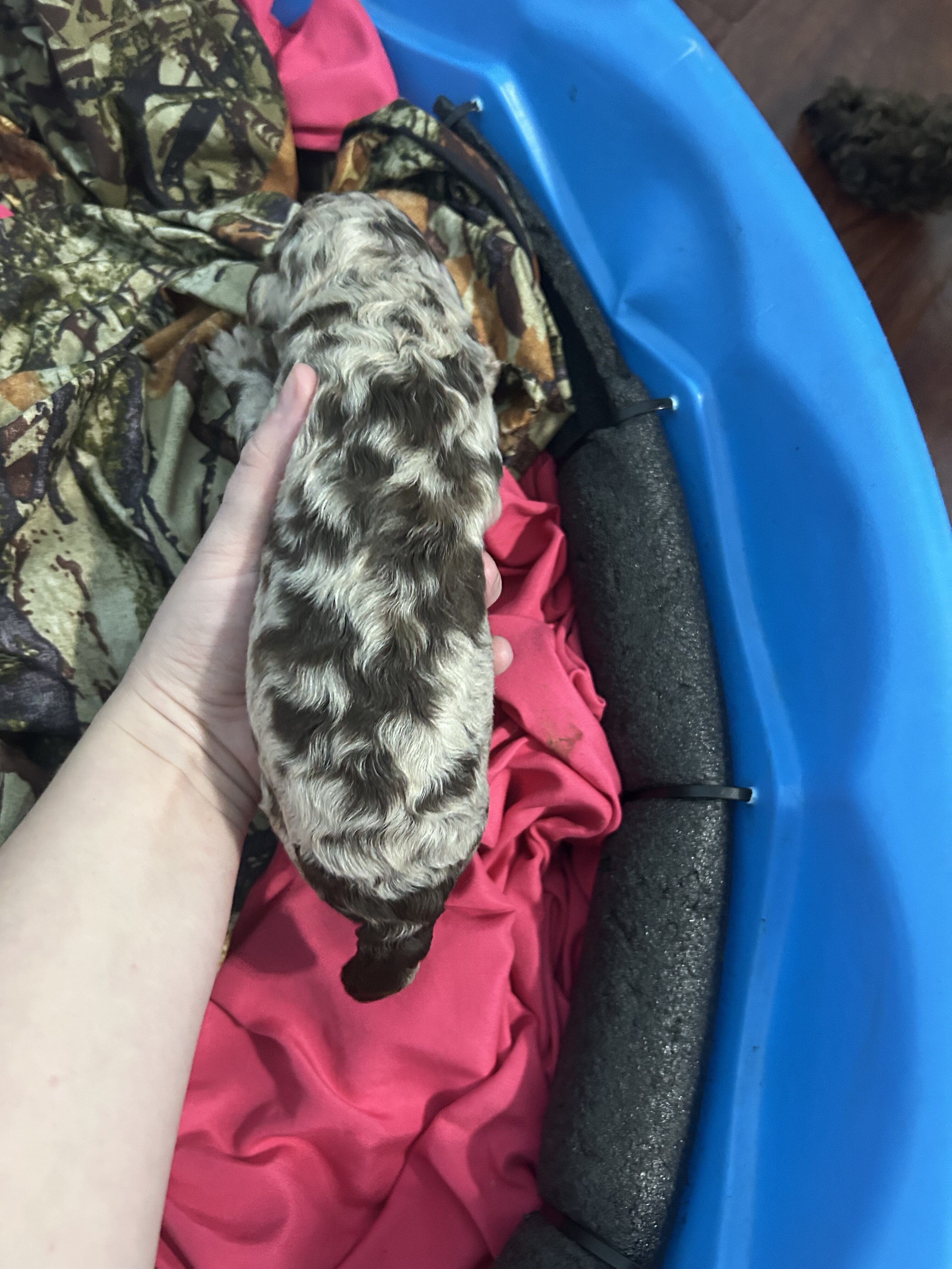 Standard poodle pups image 1