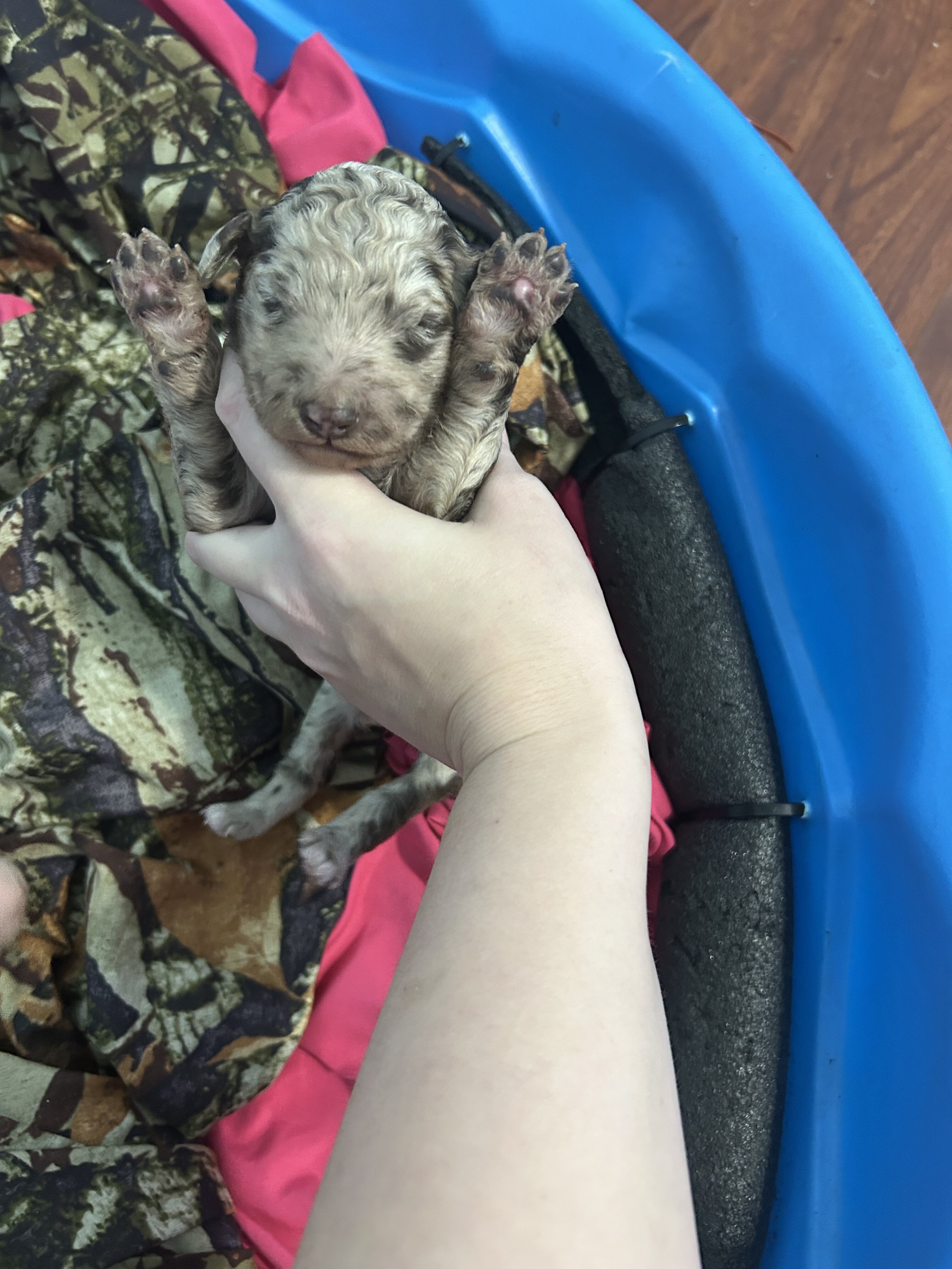 Standard poodle pups image 2