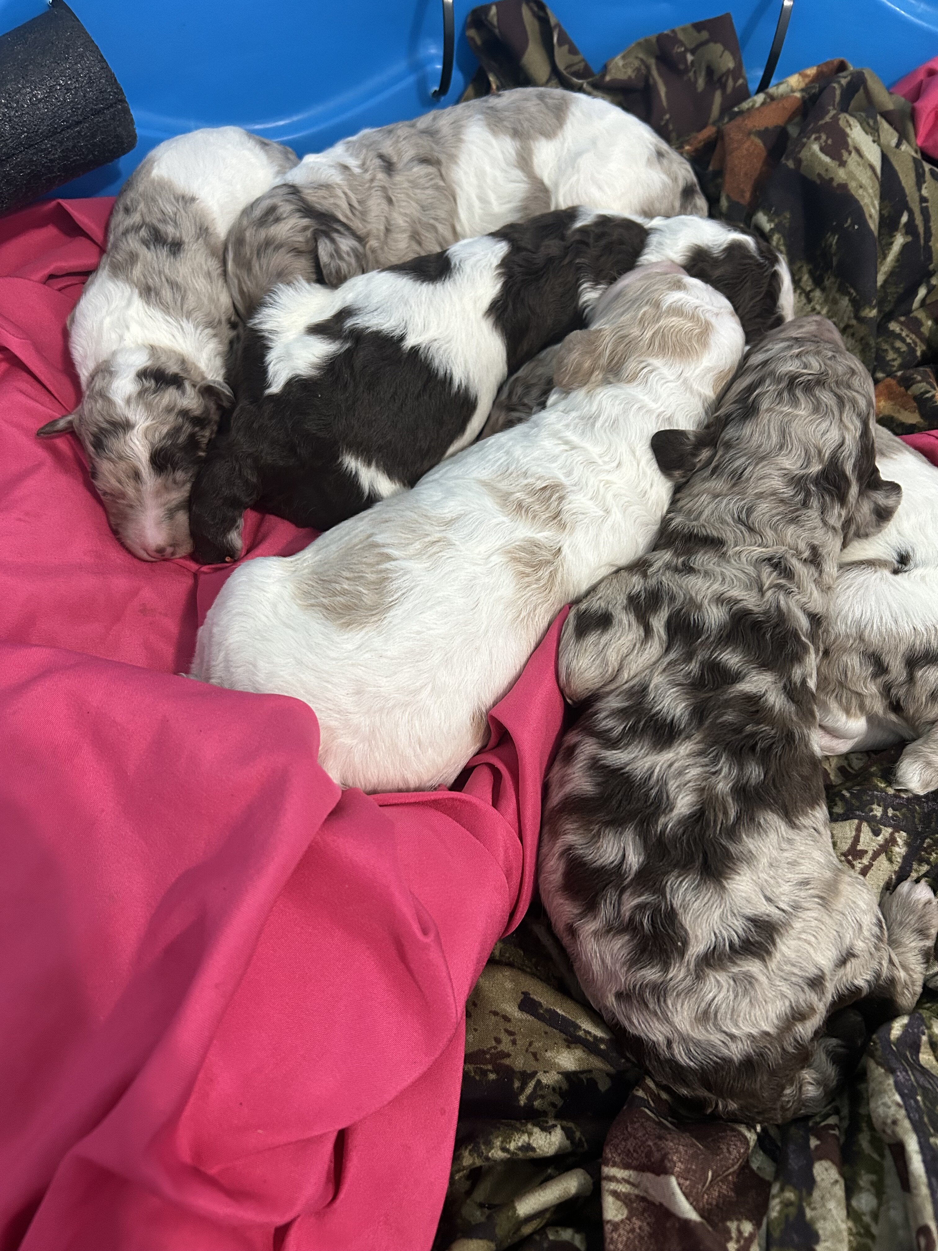 Standard poodle pups image 3