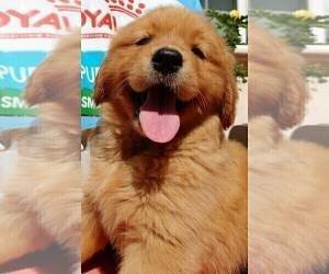 GOlden retriever image 1