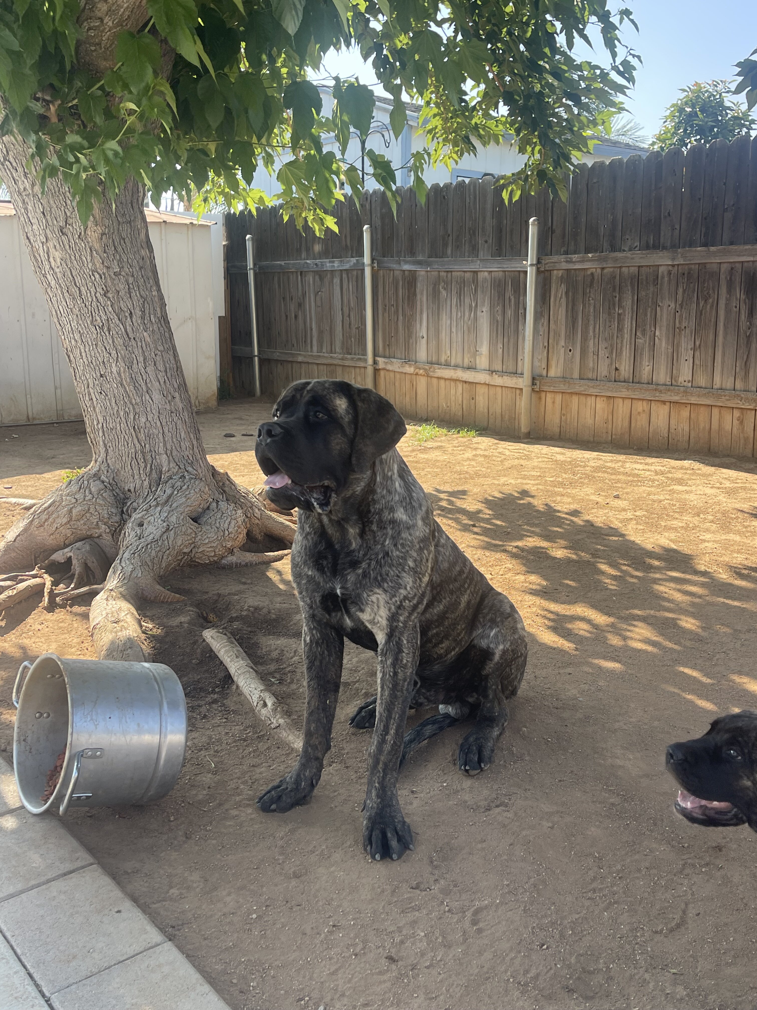 English Mastiff image 2