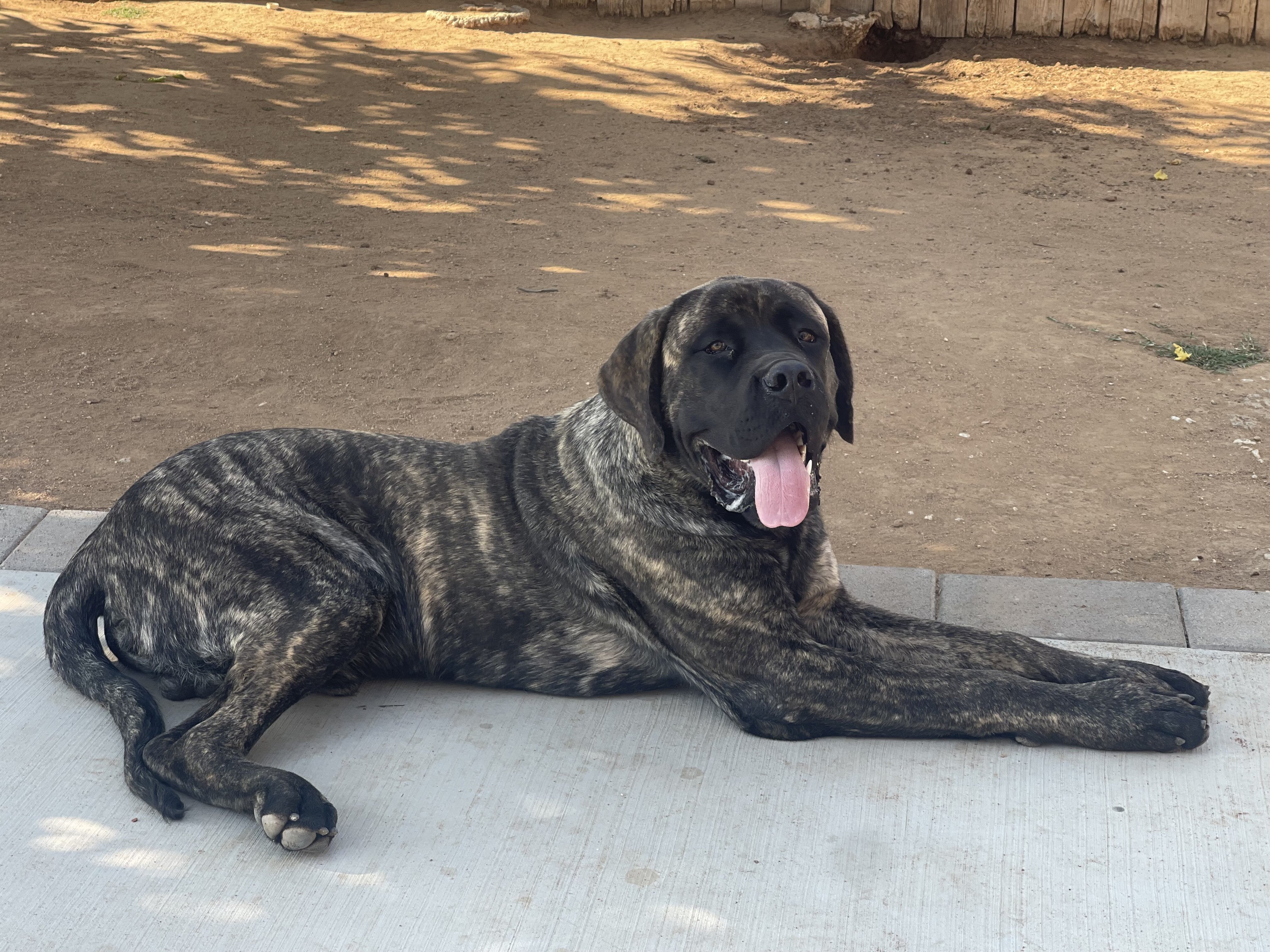 English Mastiff image 1