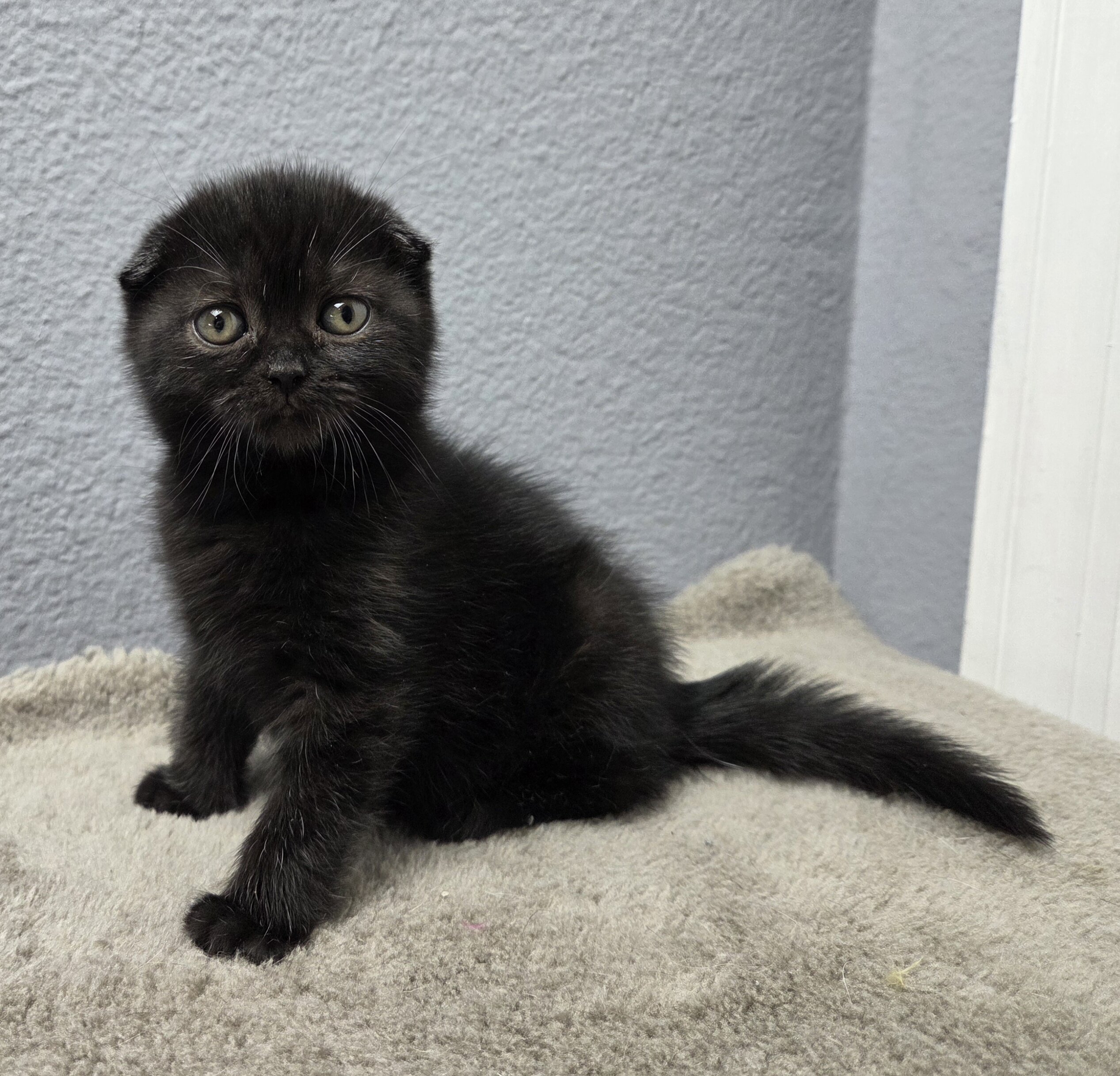 Scottish Fold - Rosalie image 1