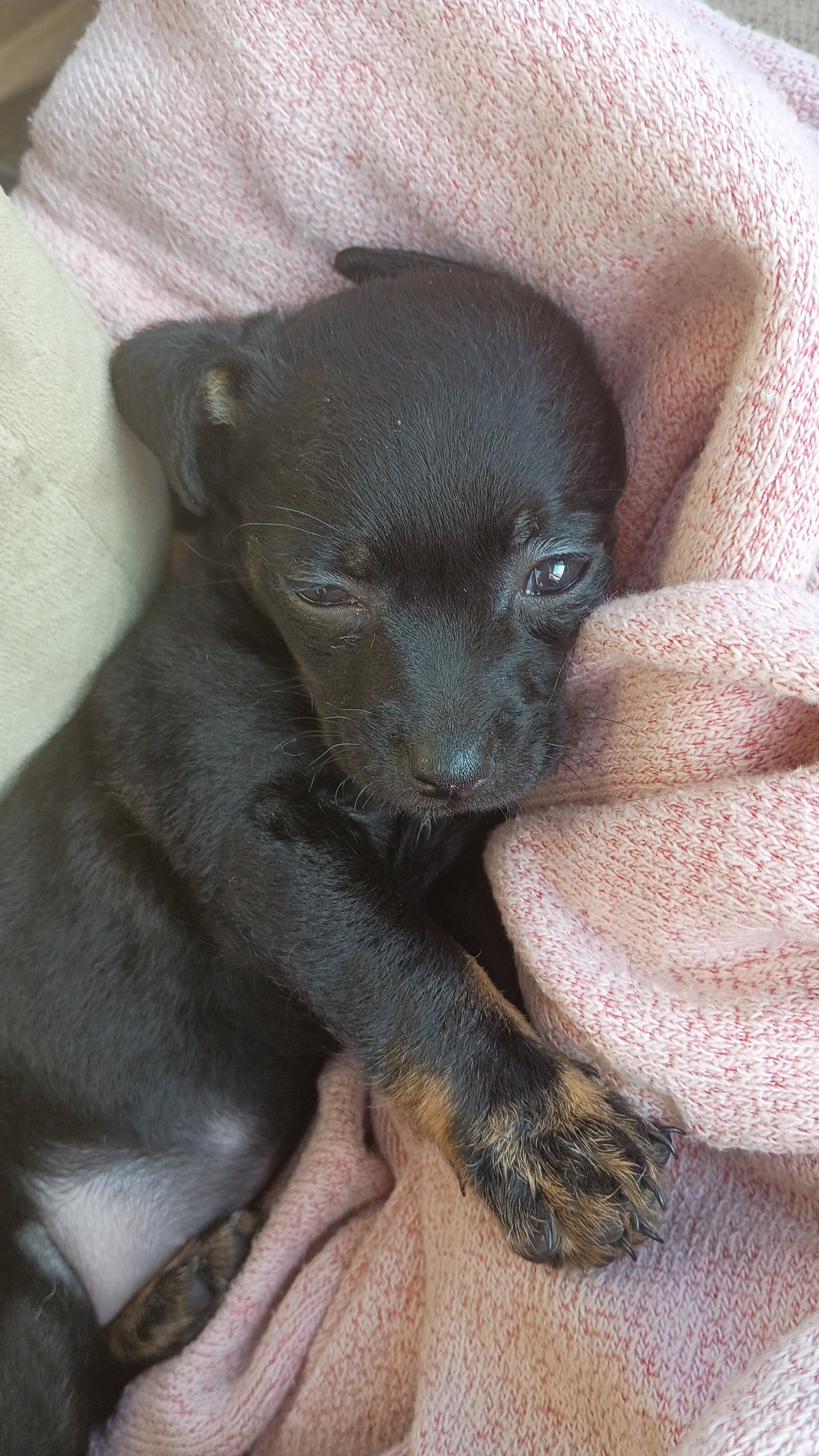 Chihuahua puppy image 2