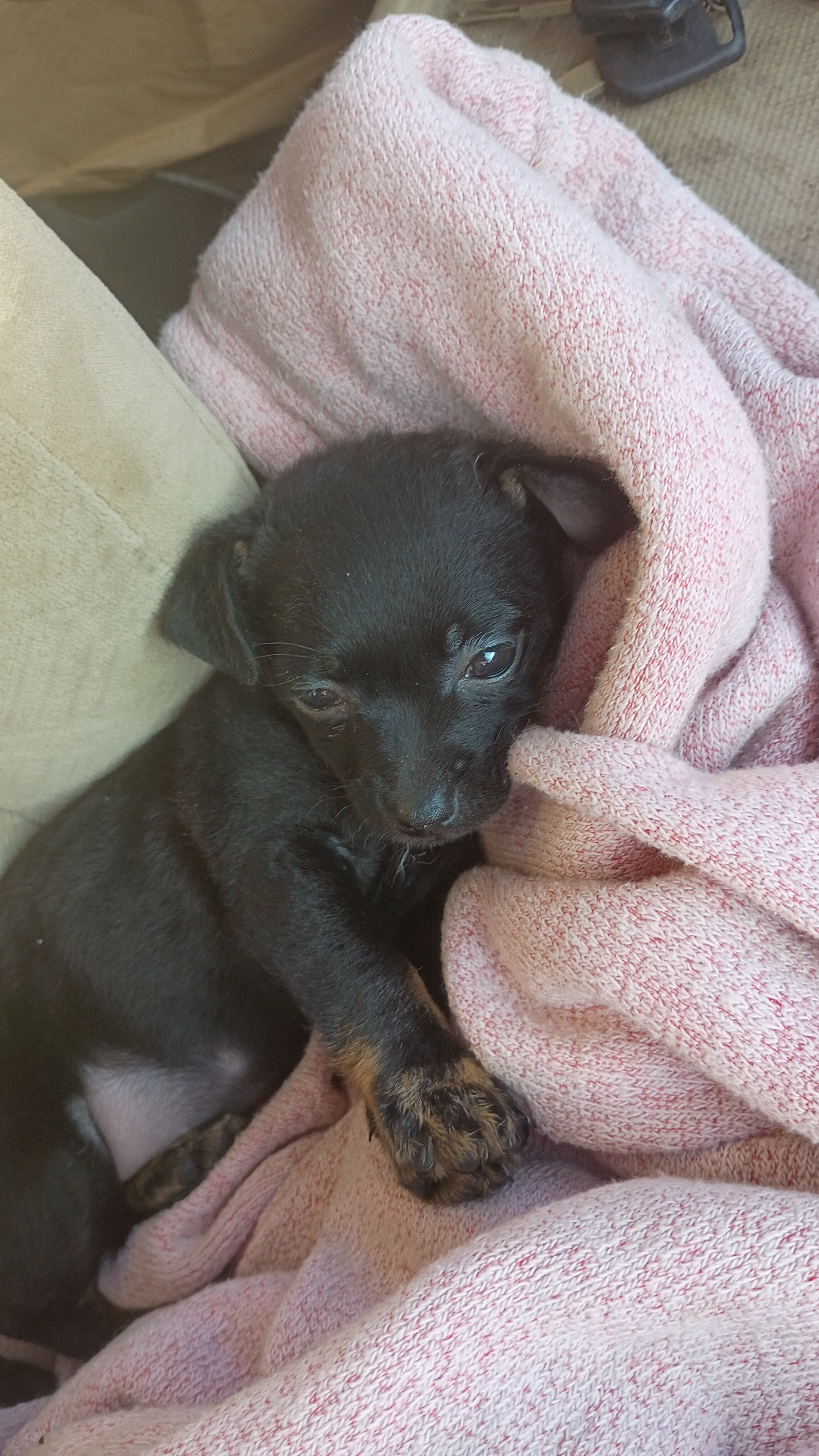 Chihuahua puppy image 1