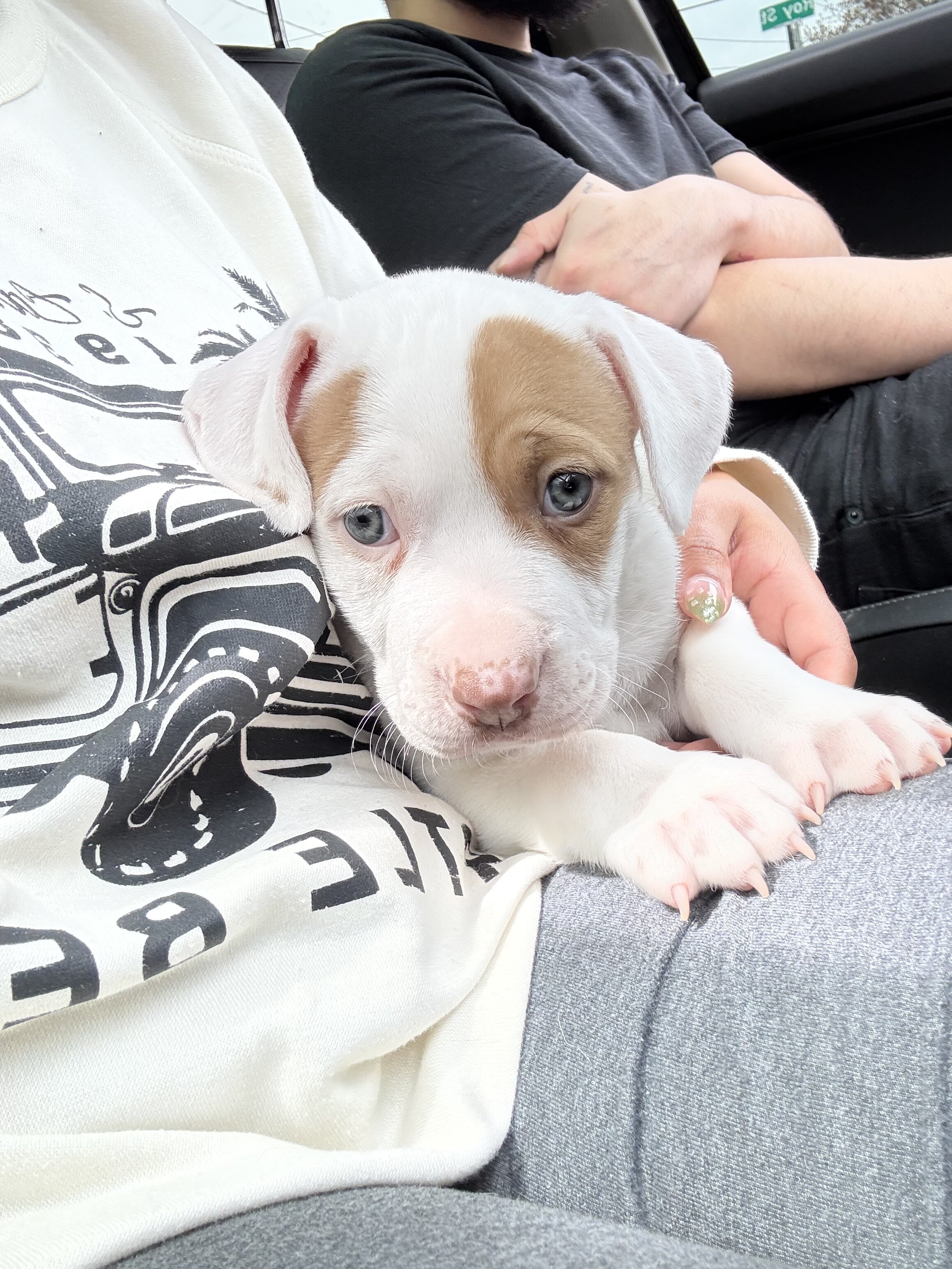 Pitbull puppy image 2
