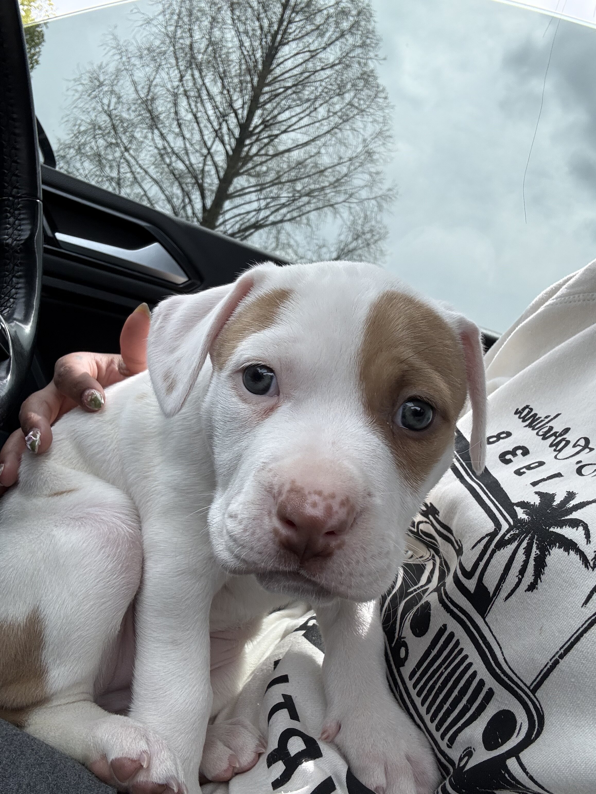 Pitbull puppy image 1