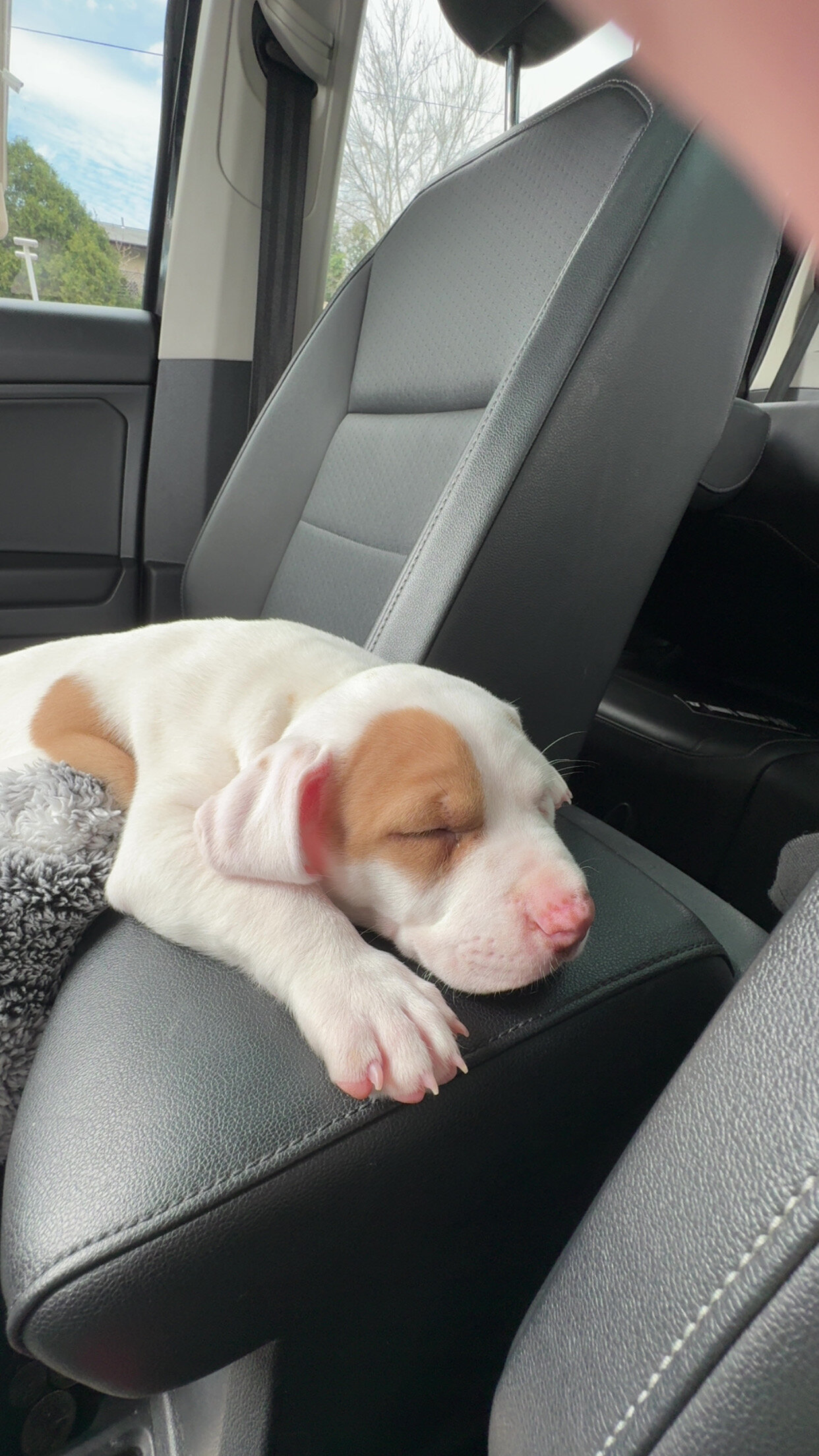 Pitbull puppy image 3